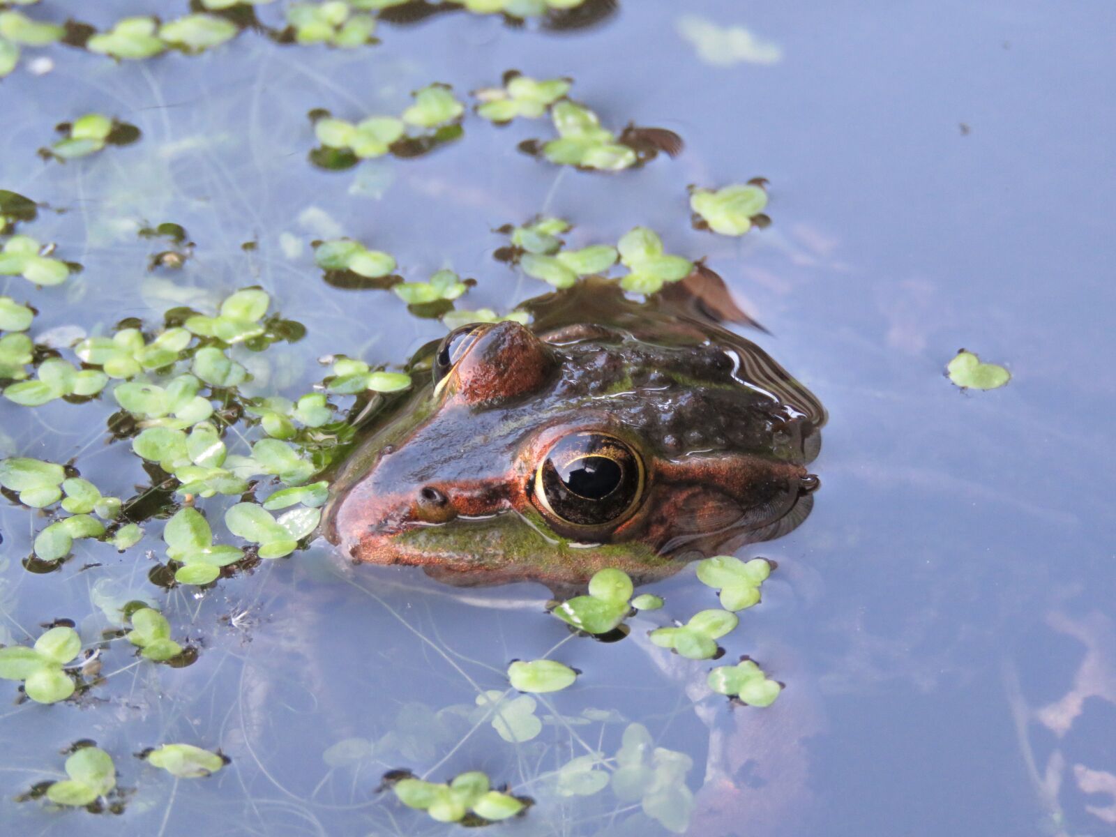 Canon PowerShot SX60 HS sample photo. Frog, water, pond photography