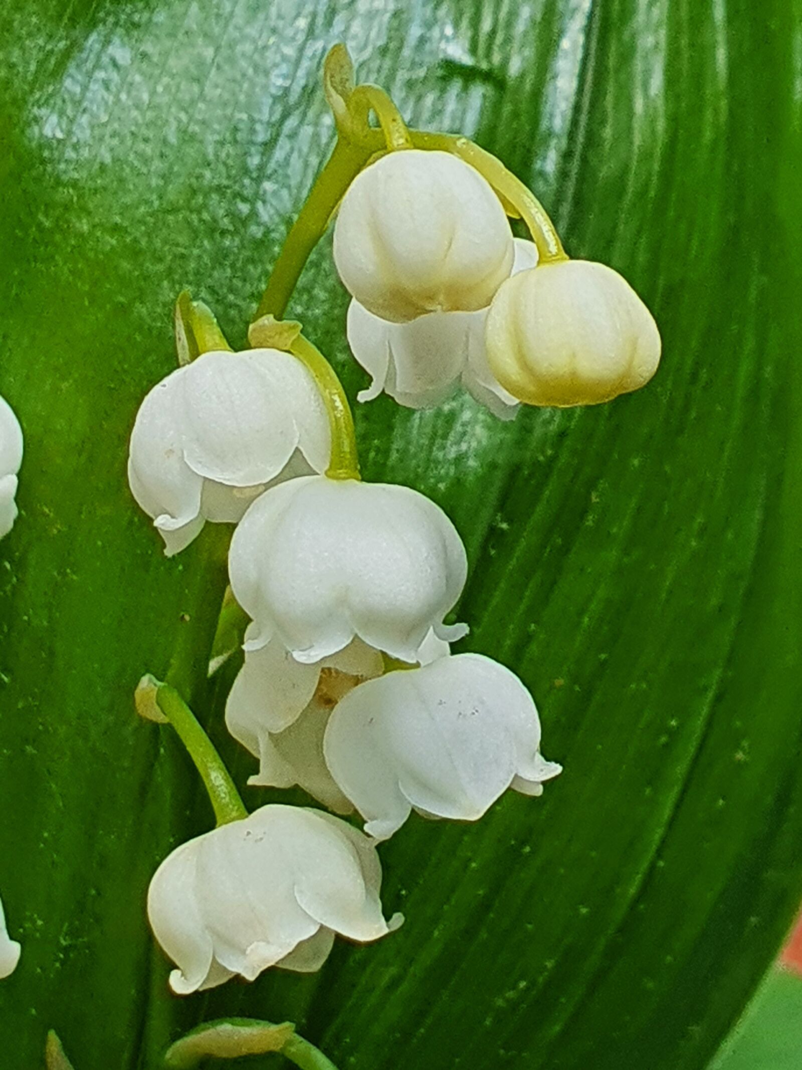 Samsung Galaxy S10+ sample photo. Flowers, lily of the photography