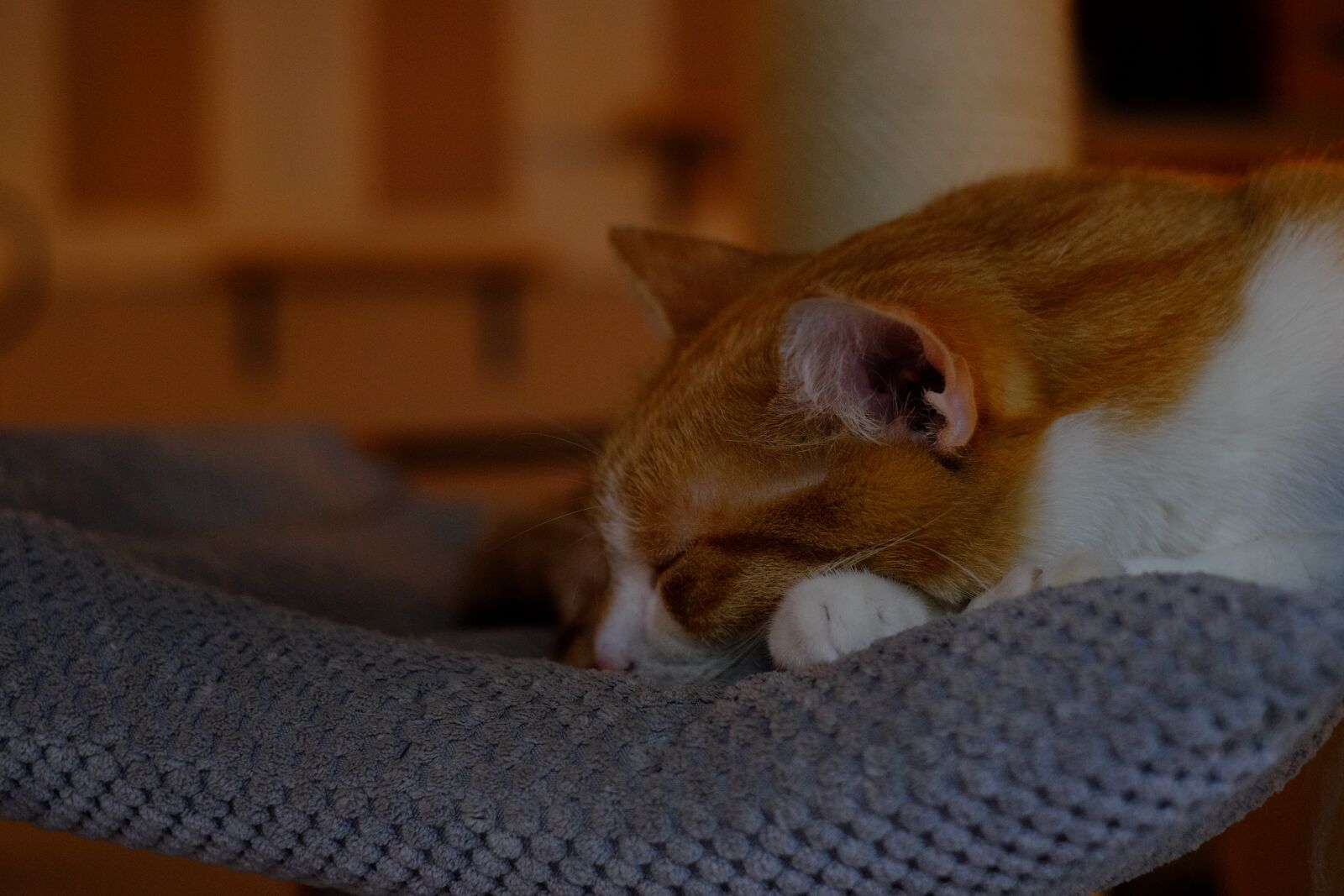 Fujifilm X-T10 + Fujifilm XF 35mm F1.4 R sample photo. Animals, adorable, bed photography