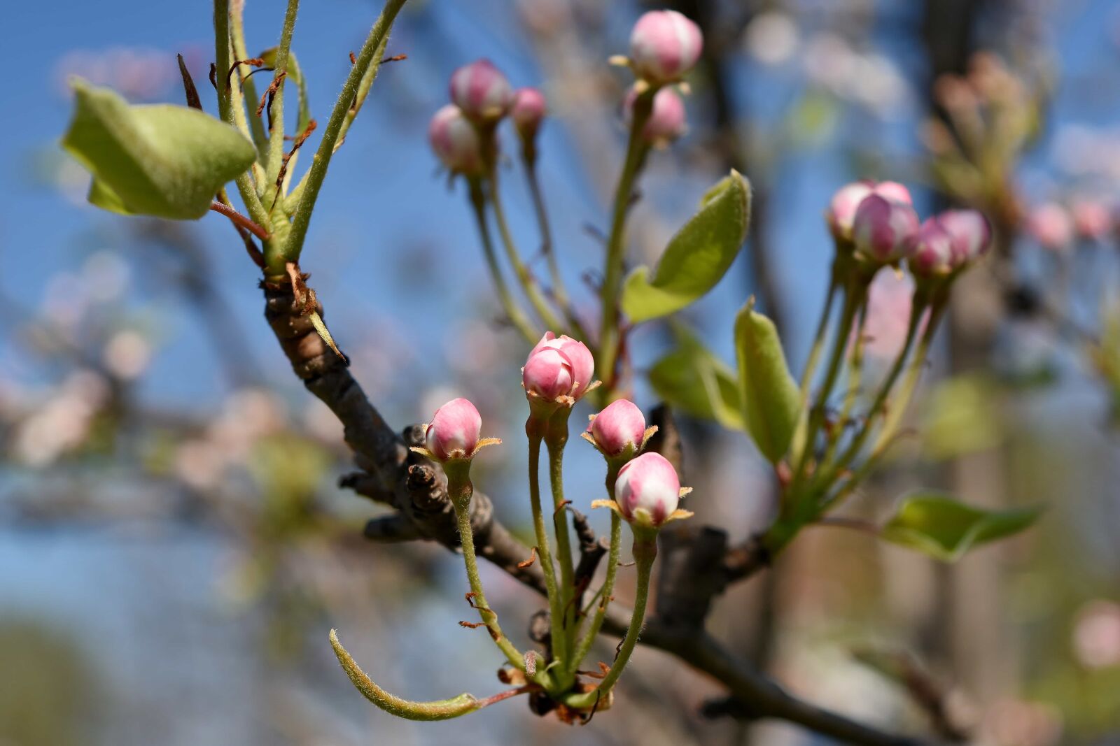 Nikon D5500 sample photo. Plant, flower, branch, tree photography