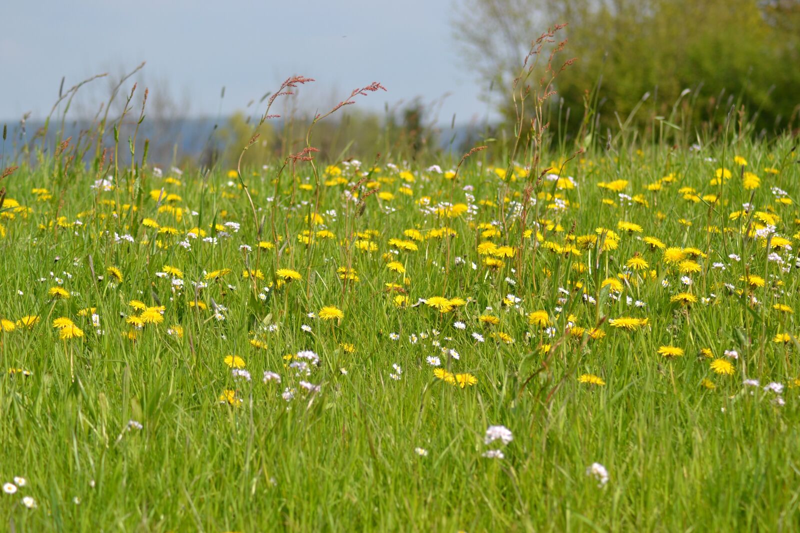 Nikon D3100 sample photo. Meadow, spring, spring meadow photography
