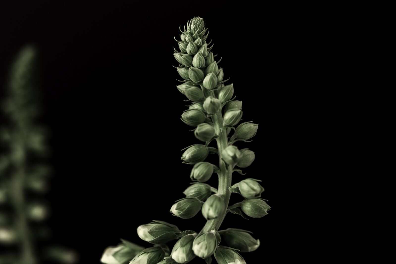 Canon EF 50mm F1.4 USM sample photo. Dark, plant, green photography