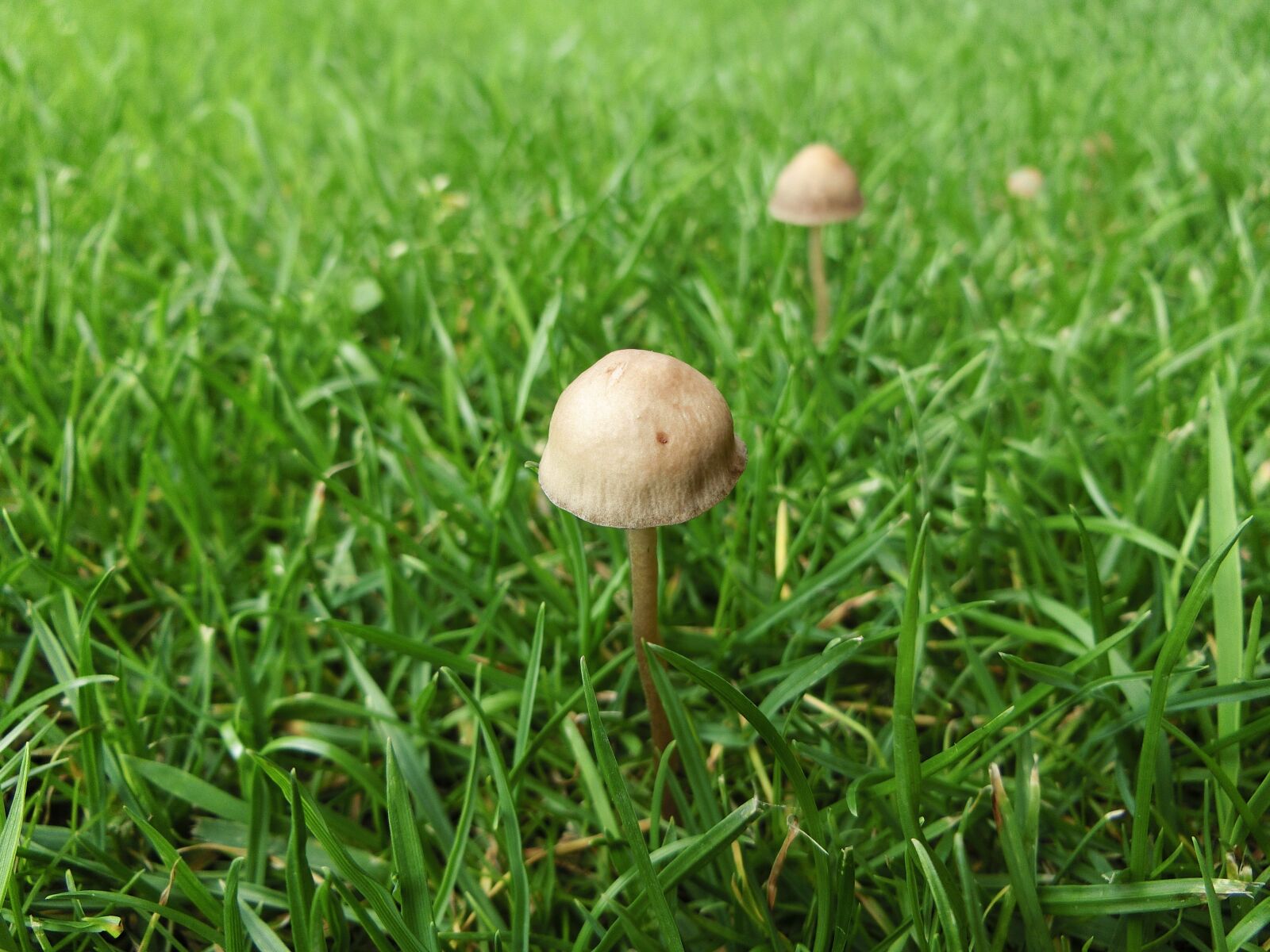 CASIO EX-ZR750 sample photo. Grass, fungus, mushroom photography