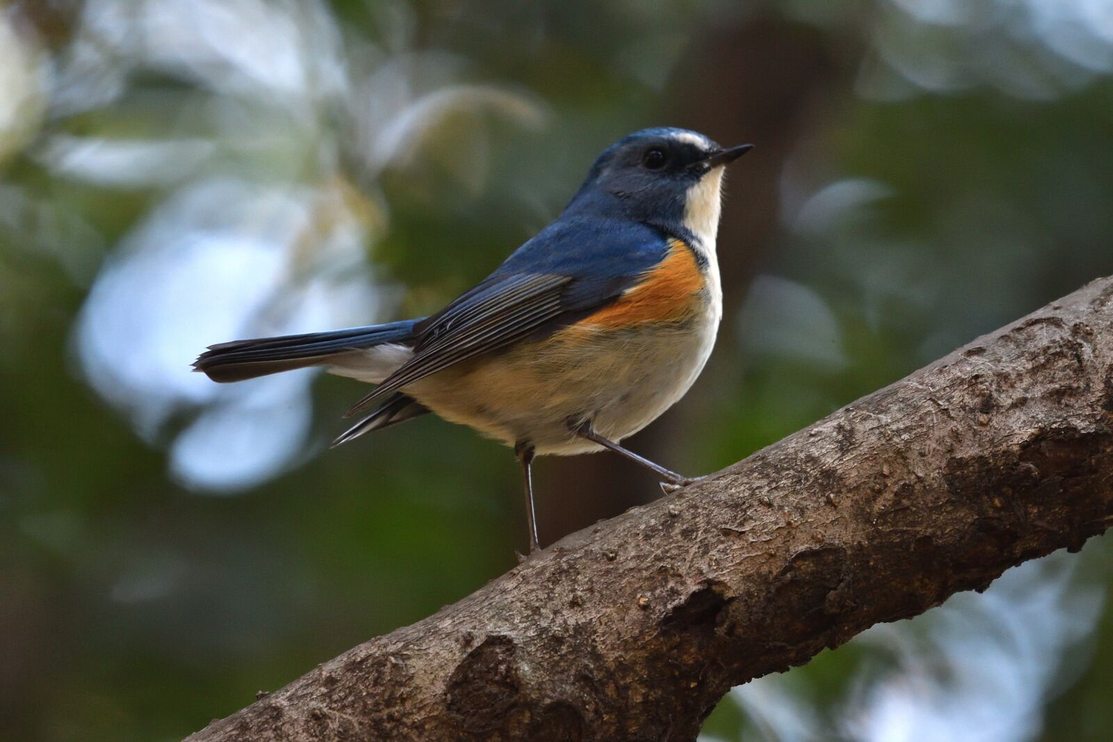 Nikon D500 sample photo. Natural, bird, wild animals photography