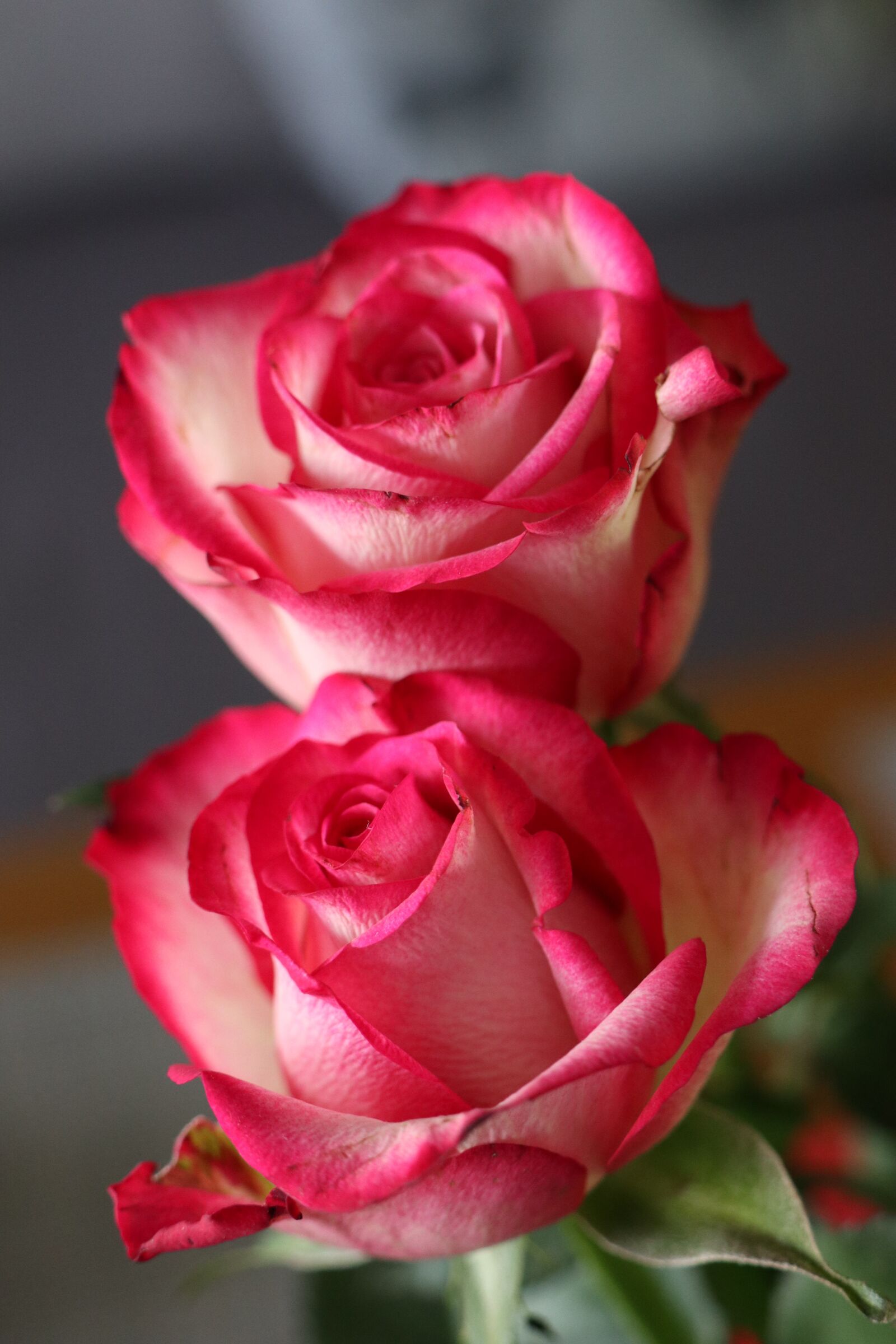 Canon EOS M6 sample photo. Flowers, rose, pink photography