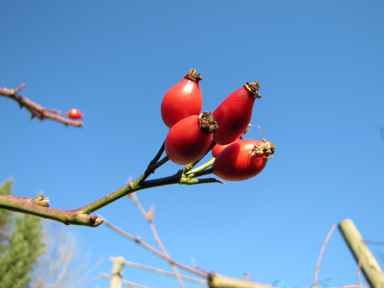Canon PowerShot SX20 IS sample photo. Rose hip, sky, wild photography