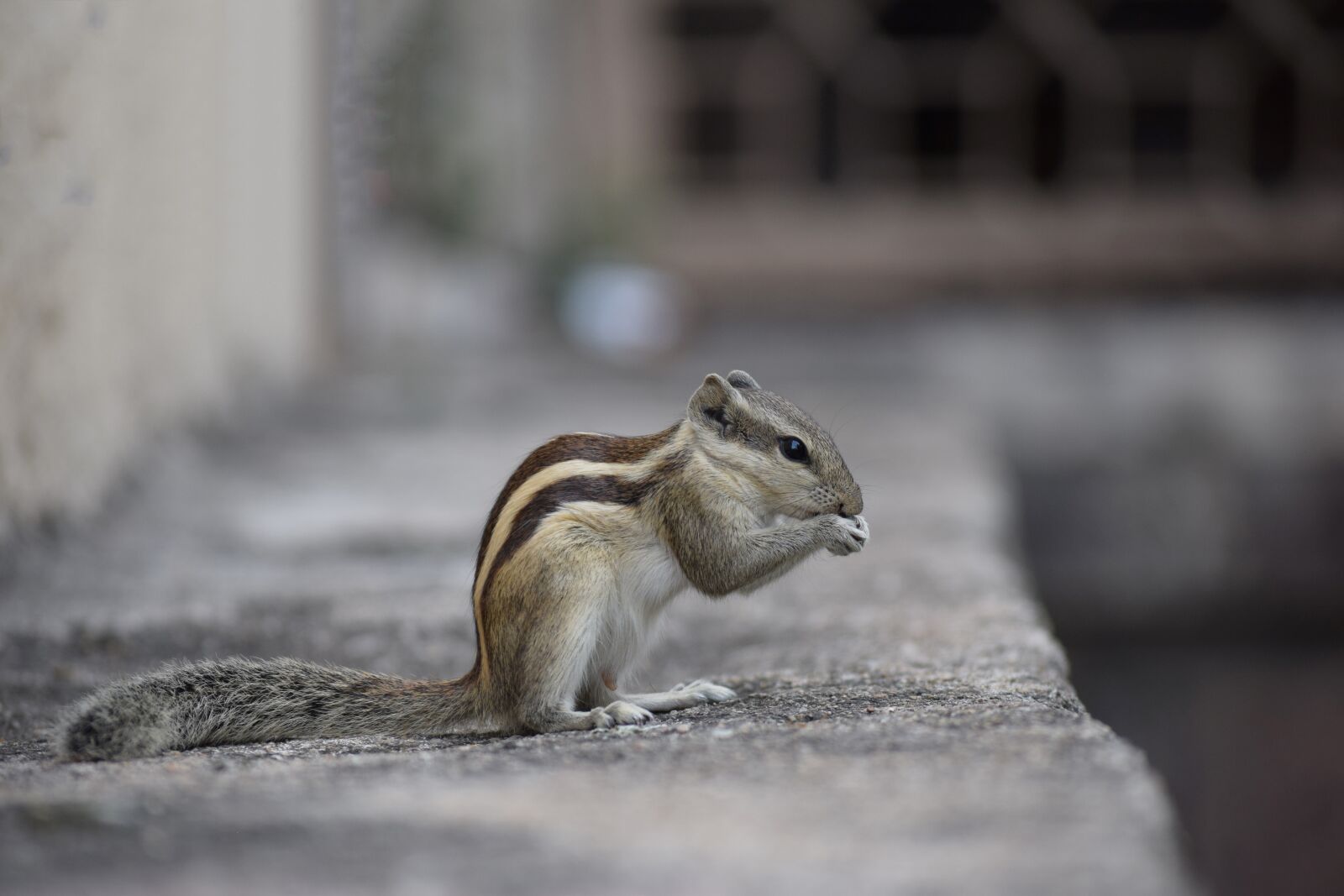 Nikon D3300 sample photo. Eating, nut, squirrel photography