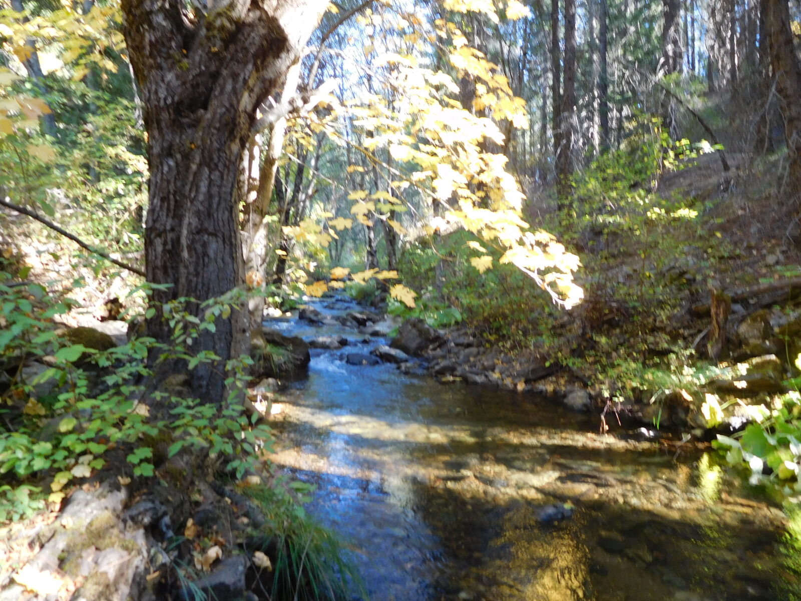 Nikon Coolpix S7000 sample photo. Squirrel, creek photography