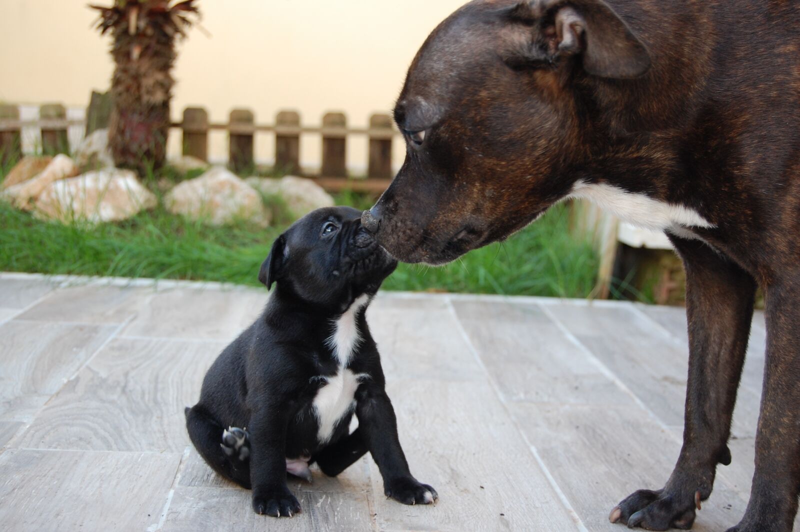 Nikon D40 sample photo. Dog, animal, staffy photography