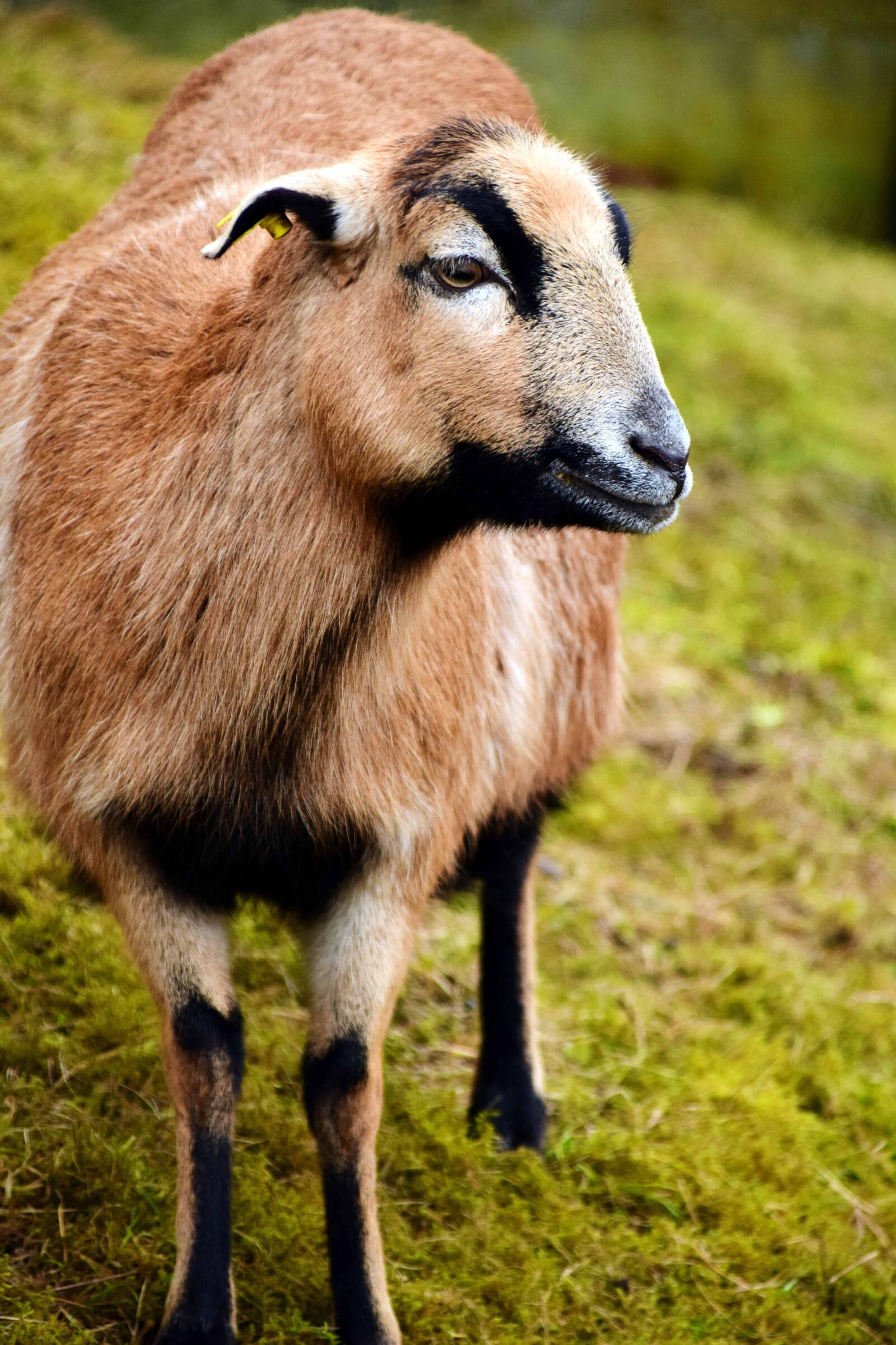 Nikon D3300 sample photo. Goat, grass, animal, farm photography