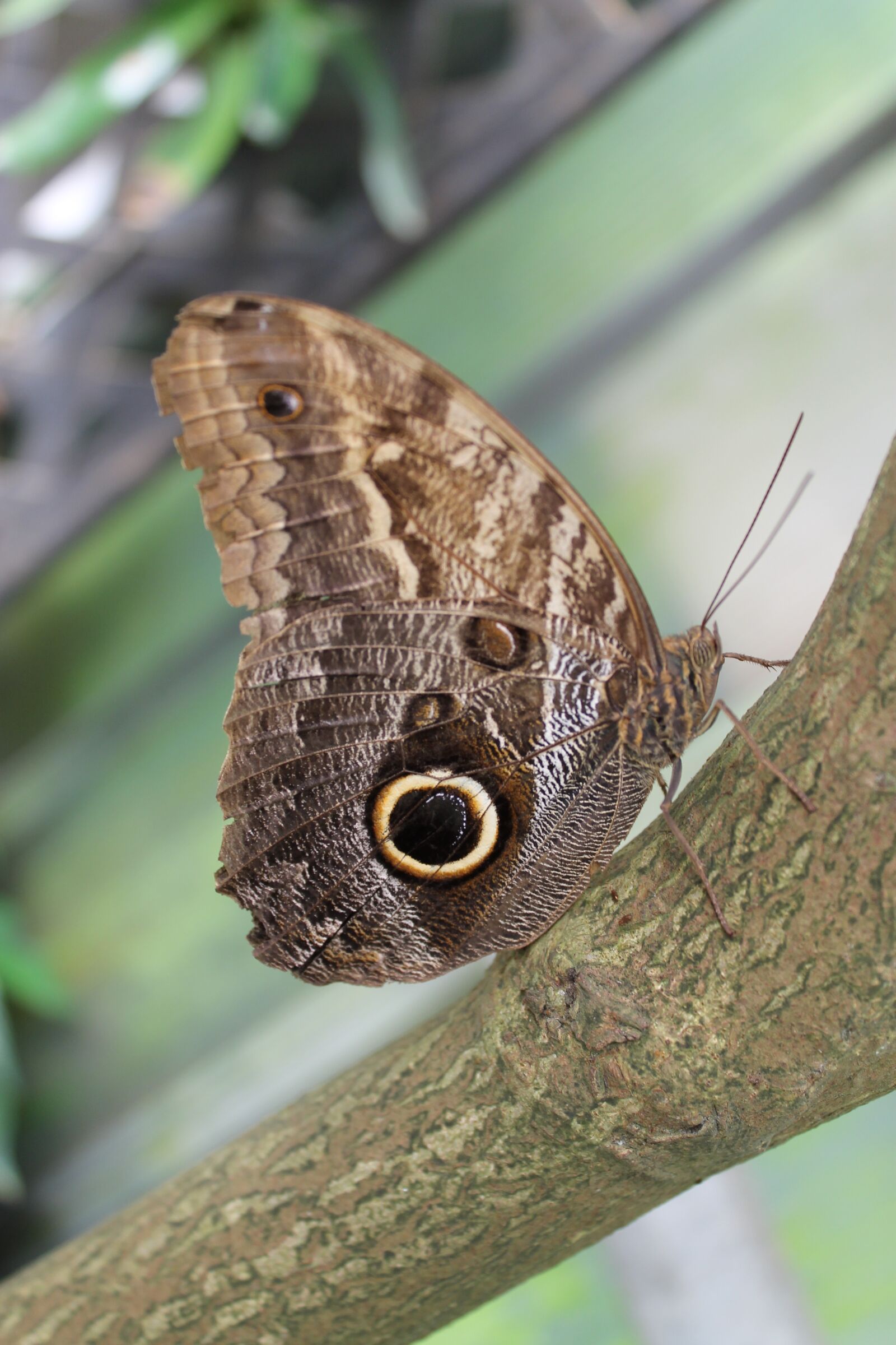 Canon EOS 1100D (EOS Rebel T3 / EOS Kiss X50) sample photo. Butterfly, owl butterfly, exotic photography