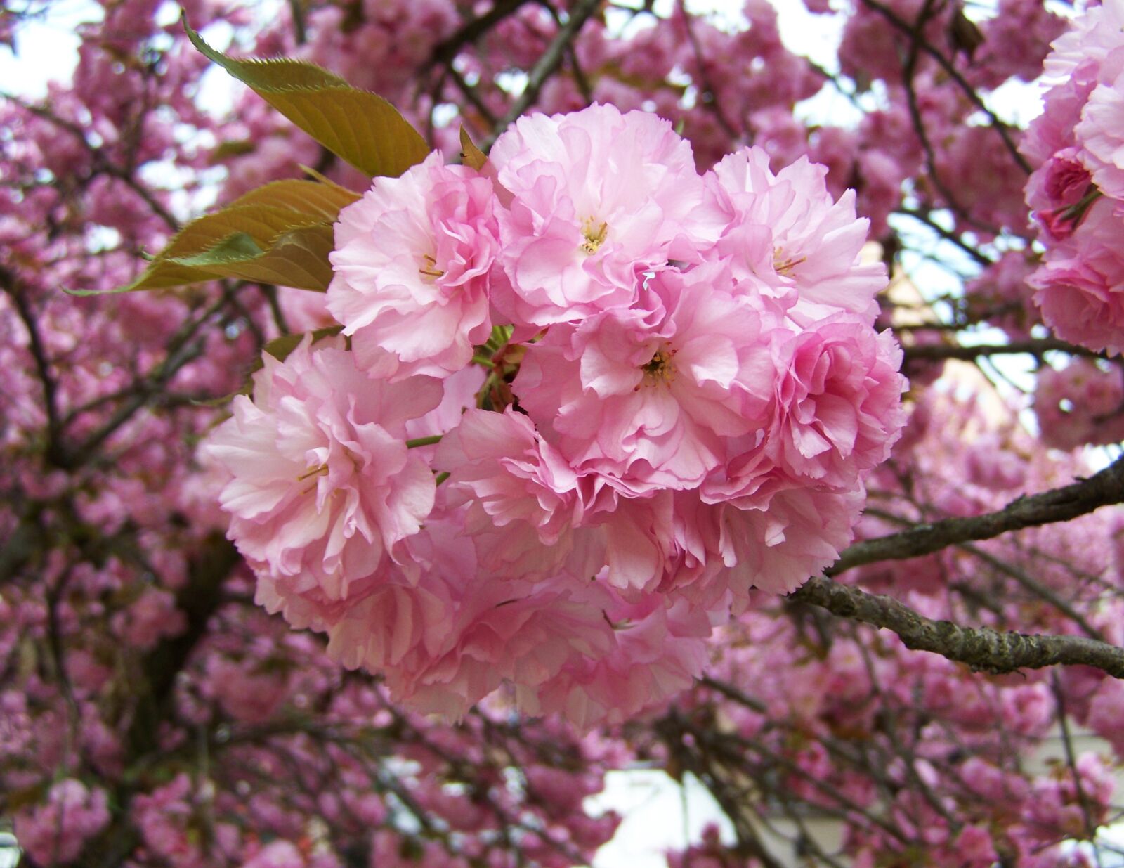 Kodak EASYSHARE ZD710 ZOOM DIGITAL CAMERA sample photo. Japanese ornamental cherry, pink photography