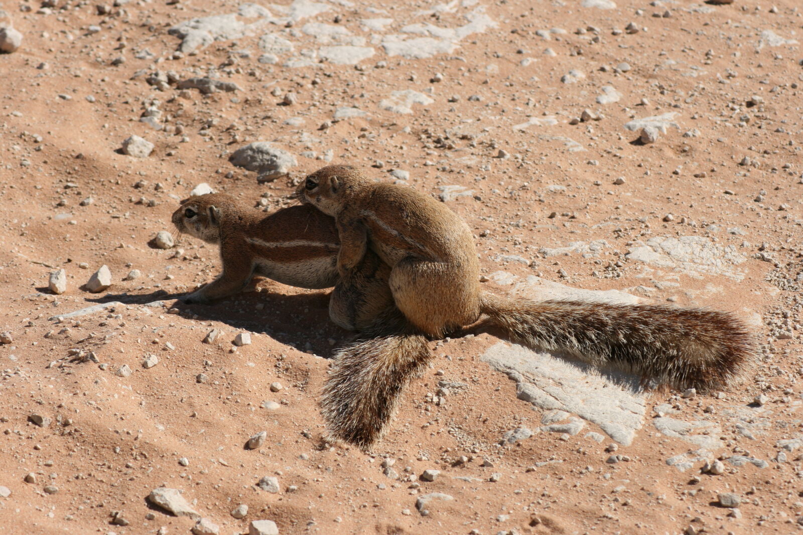 Canon EOS 400D (EOS Digital Rebel XTi / EOS Kiss Digital X) sample photo. Animals, desert, friends, love photography