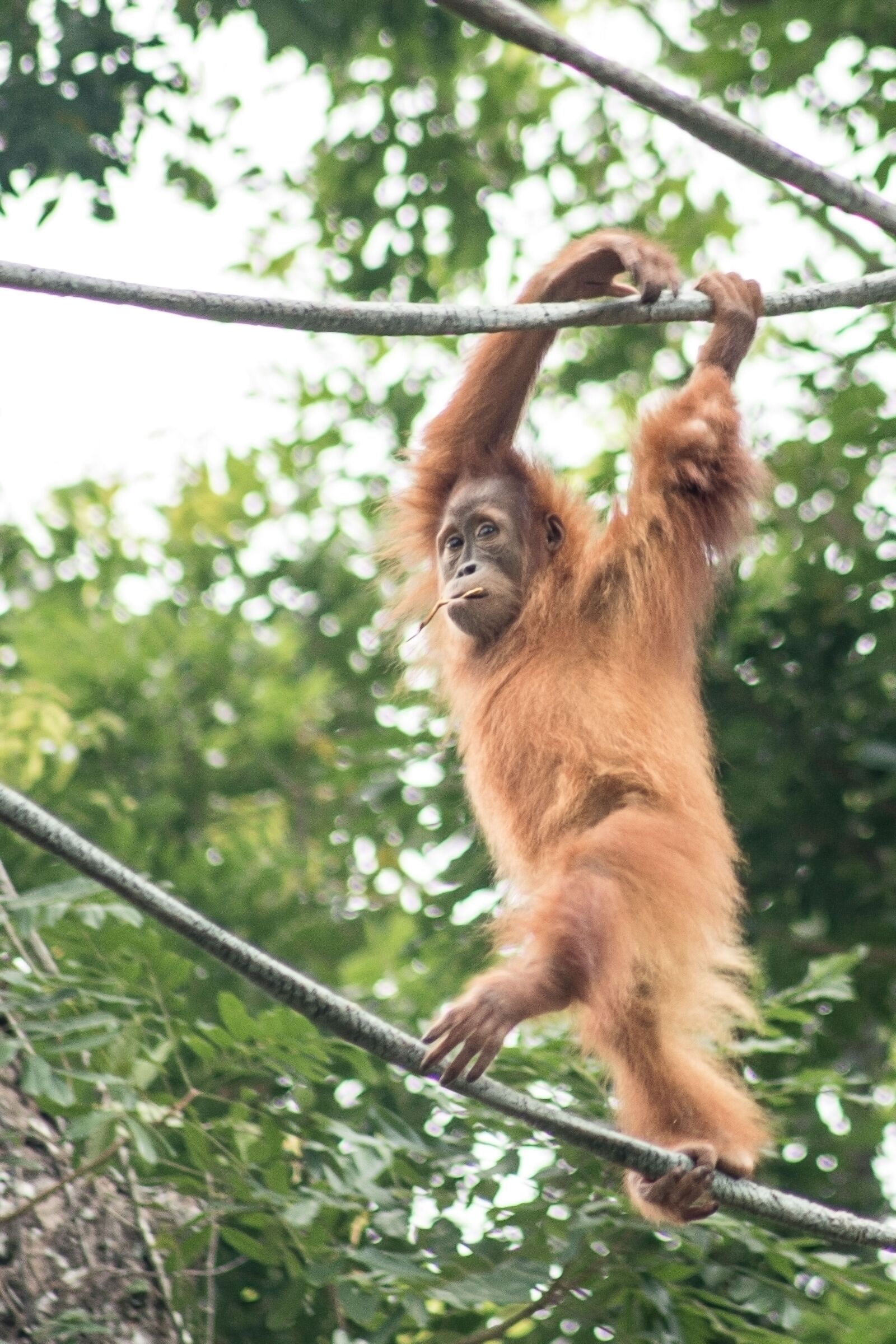 Nikon D5500 sample photo. Zoo, animal, monkey photography