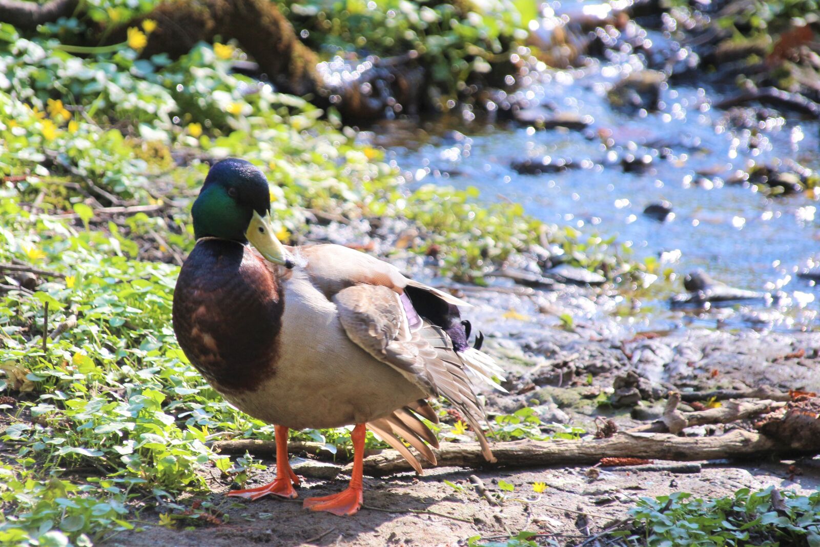 Canon EOS 700D (EOS Rebel T5i / EOS Kiss X7i) sample photo. Duck, water, bird photography