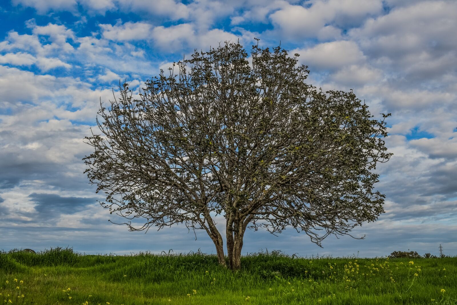 Nikon D3300 sample photo. Tree, meadow, landscape photography