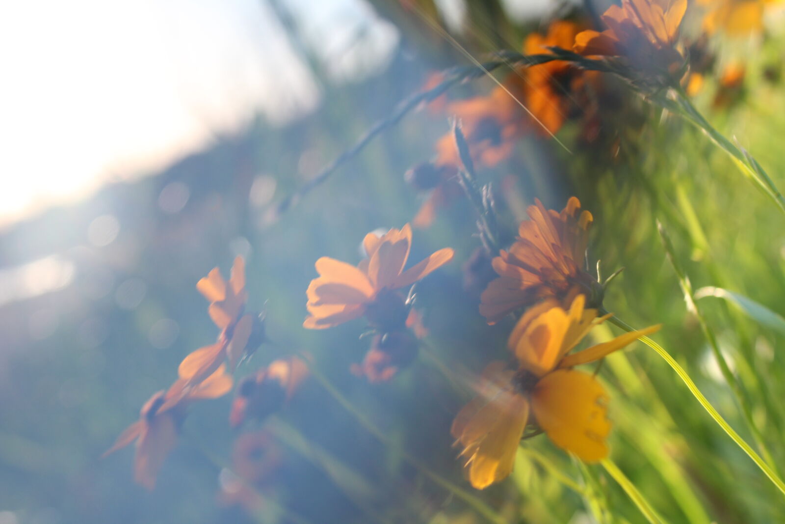 Canon EOS 1300D (EOS Rebel T6 / EOS Kiss X80) sample photo. Art, beautiful, flowers, nature photography