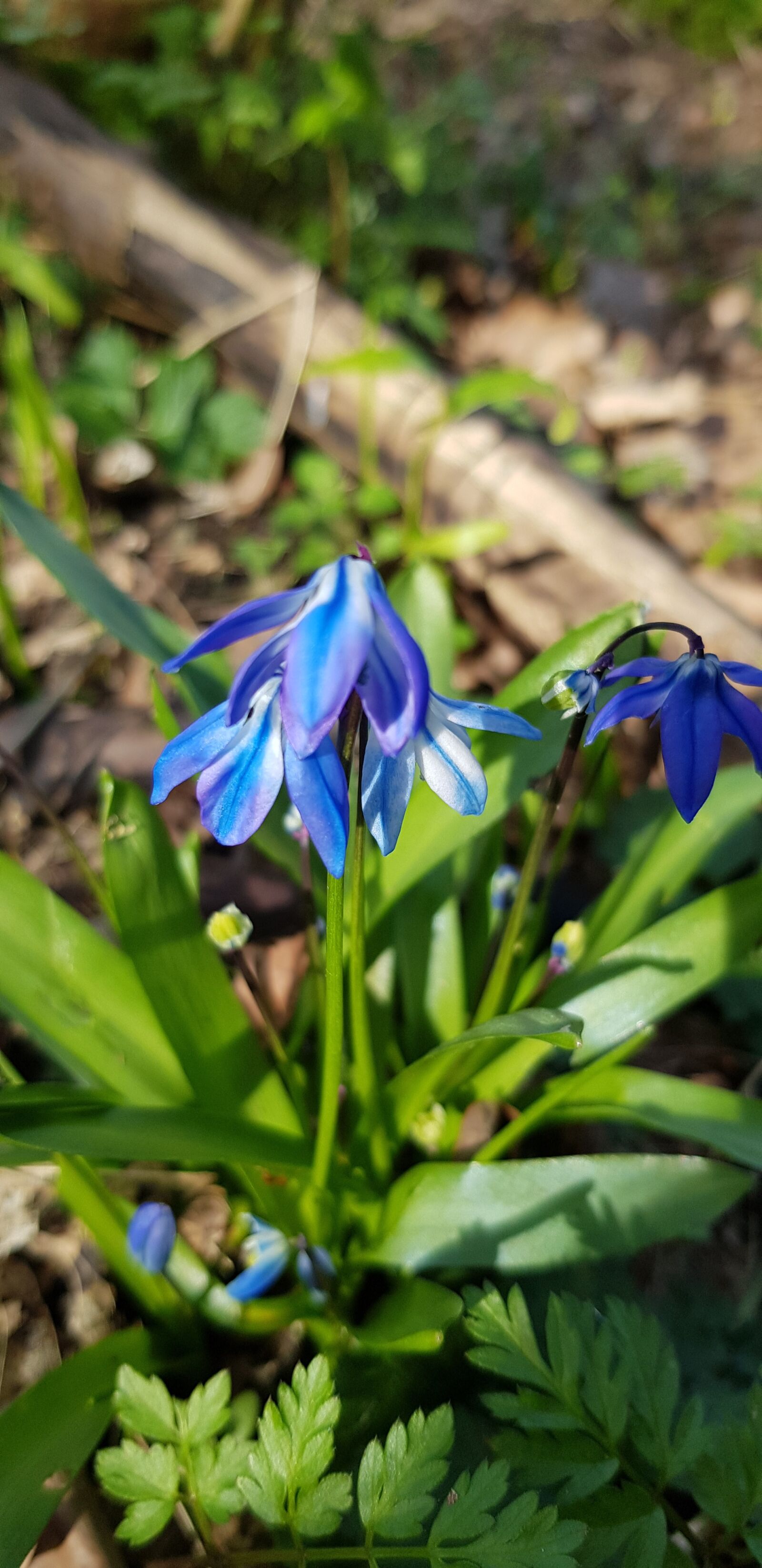 Samsung Galaxy S8 sample photo. Flower, nature, spring photography