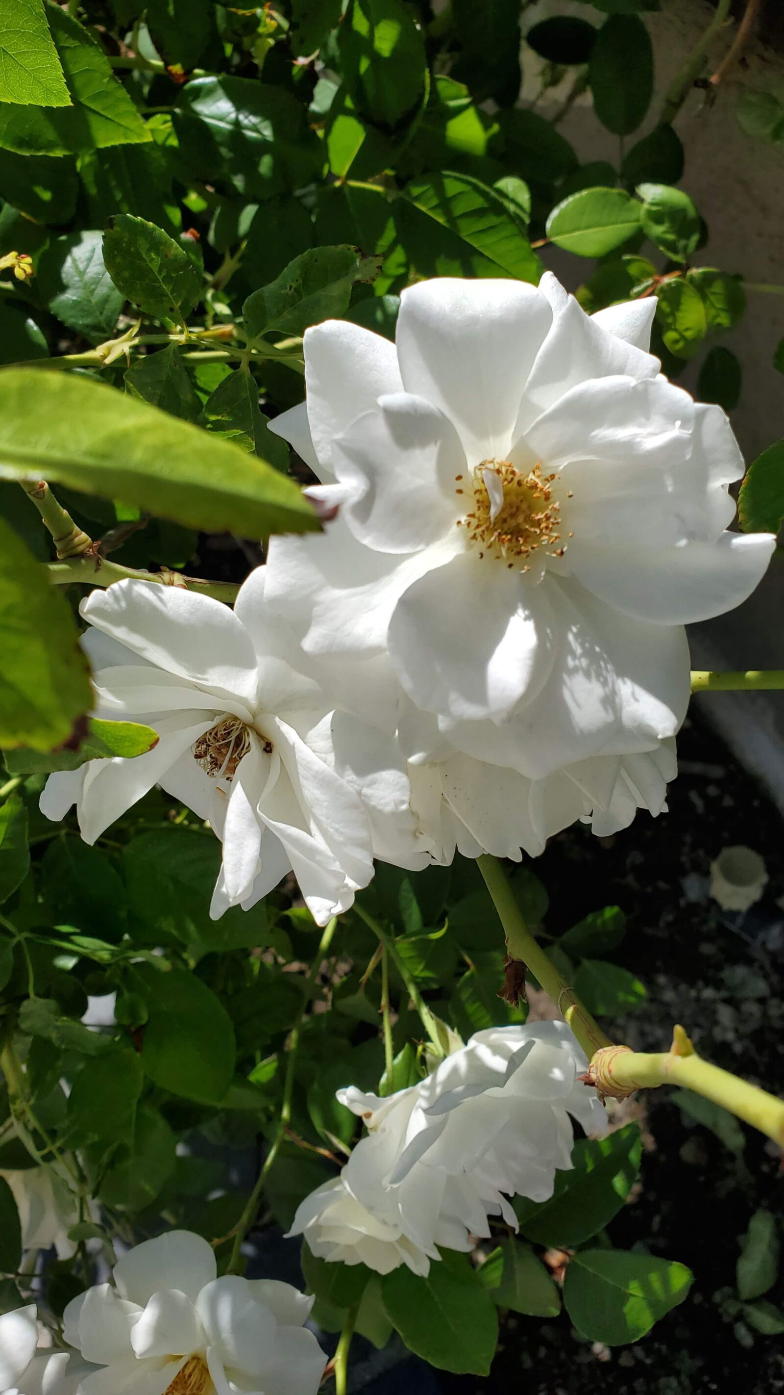 Samsung Galaxy S10+ sample photo. Flower, nature, plant photography