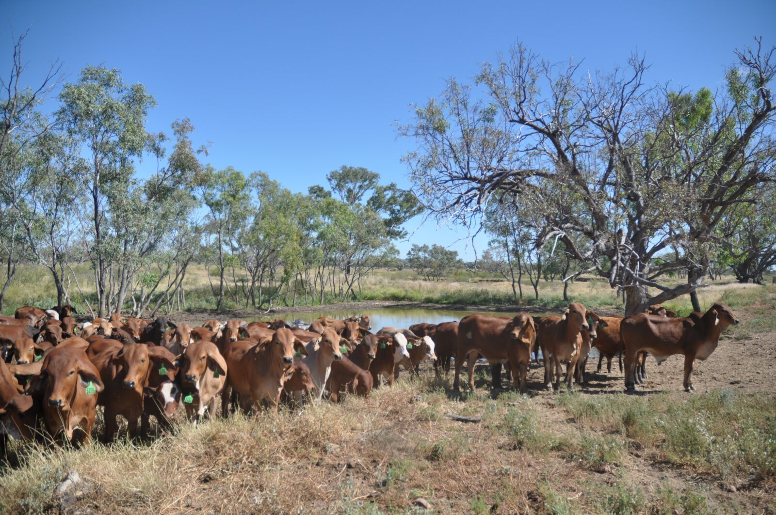 Nikon D90 sample photo. Animal, herd, nature photography