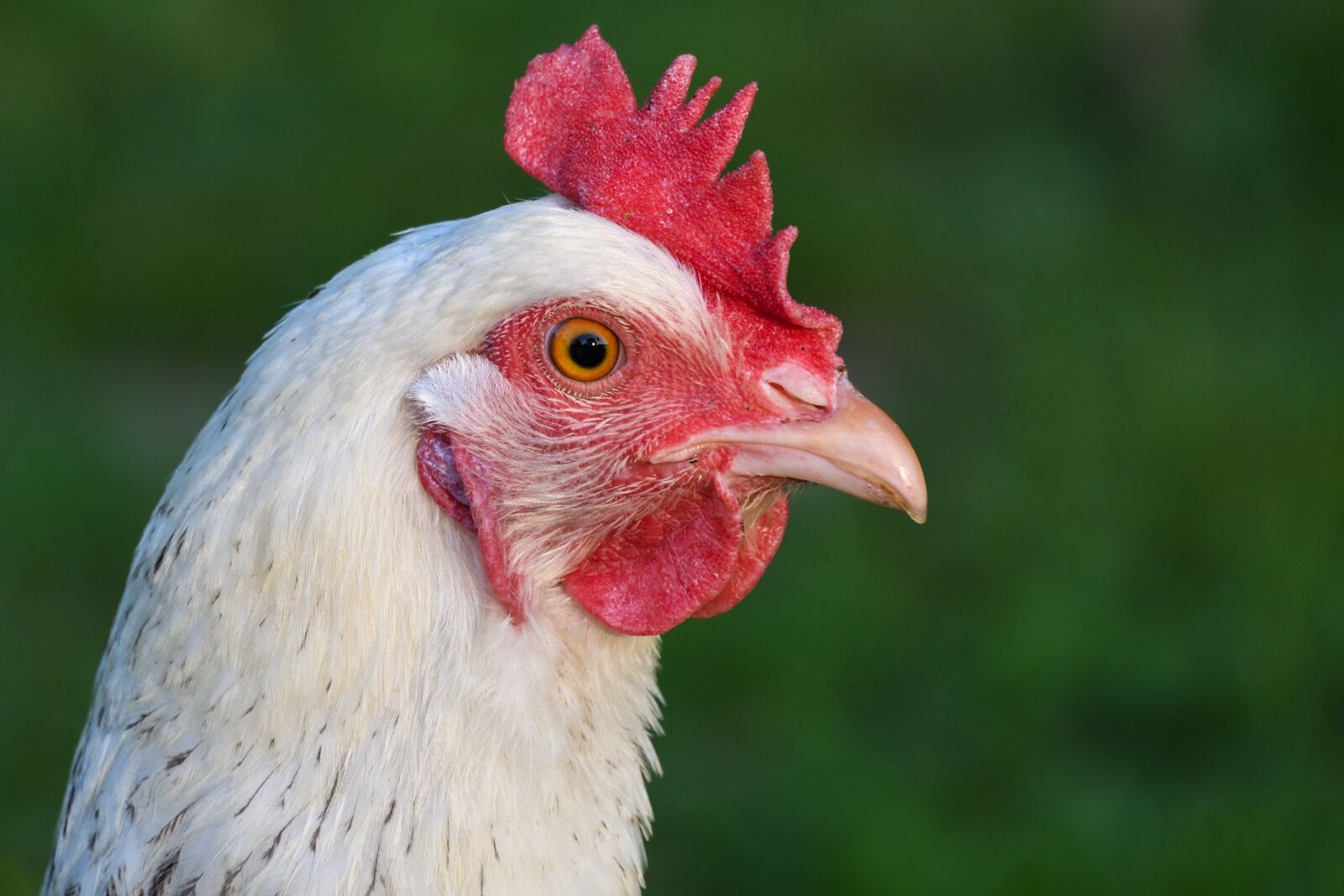 Nikon D500 sample photo. Hen, white, head photography