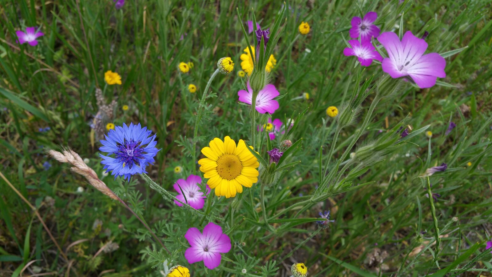 Samsung Galaxy Note4 sample photo. Flower, bloom, flowers photography