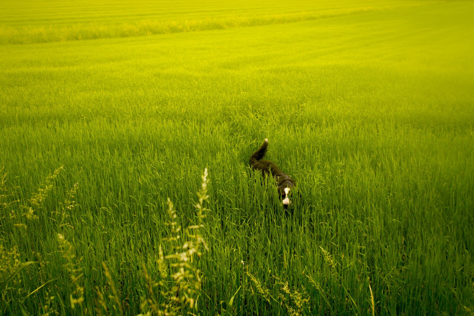 Canon EOS 6D sample photo. Meadow, green, dog photography