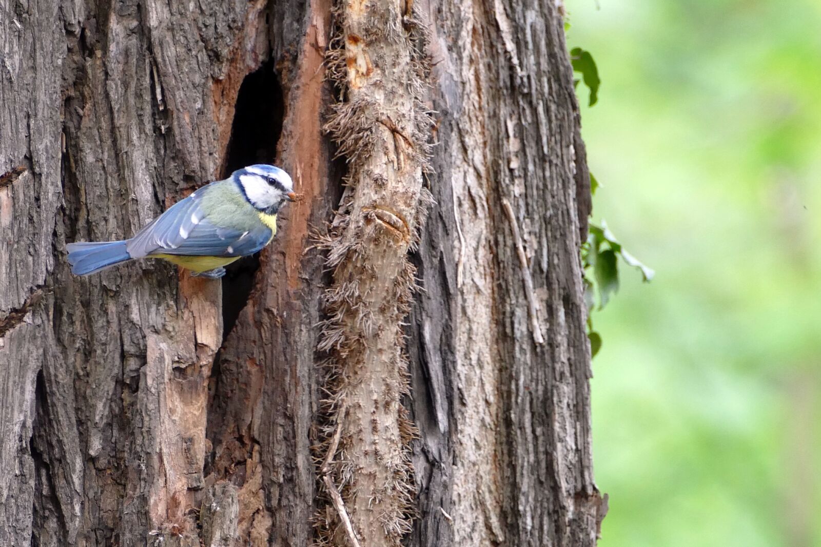 Panasonic Lumix DMC-FZ1000 sample photo. Blue tit, bird, nest photography