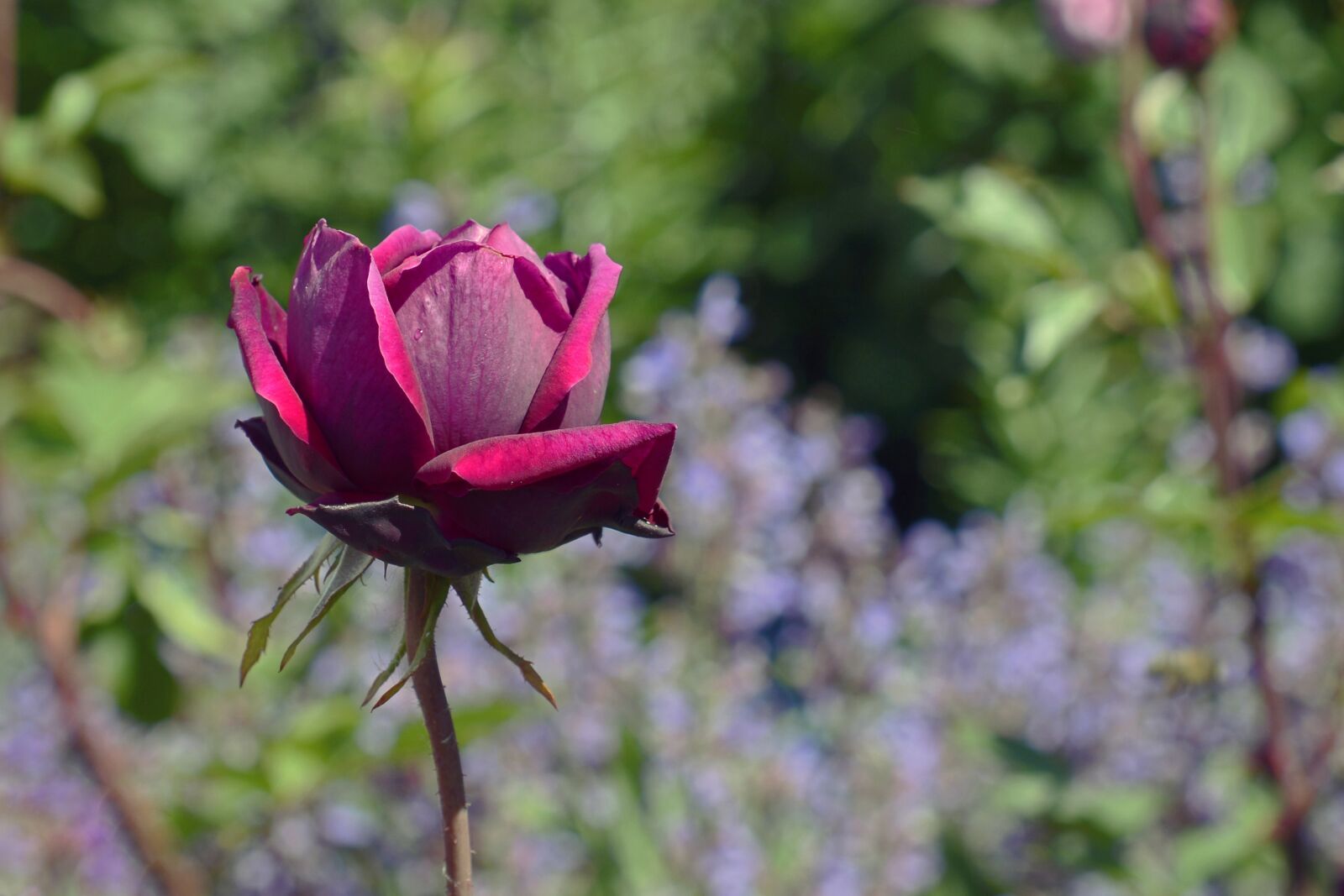 Nikon D7100 sample photo. Rose, rosebud, bud photography
