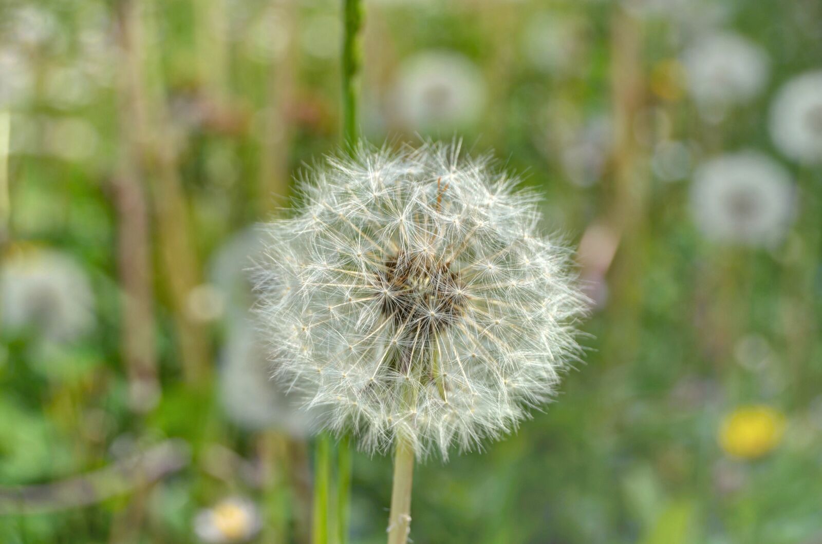 Nikon D5100 sample photo. Dandelion, flower, nature photography