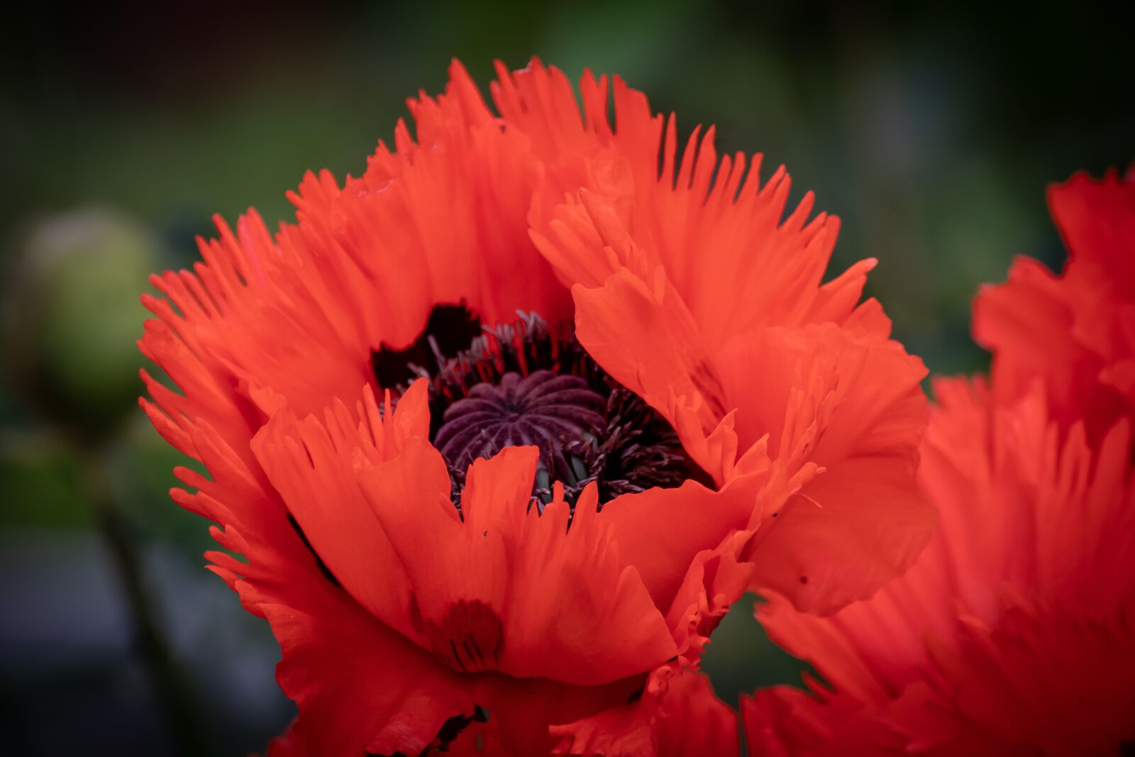 Canon EOS 200D (EOS Rebel SL2 / EOS Kiss X9) sample photo. Poppy, flower, blossom photography