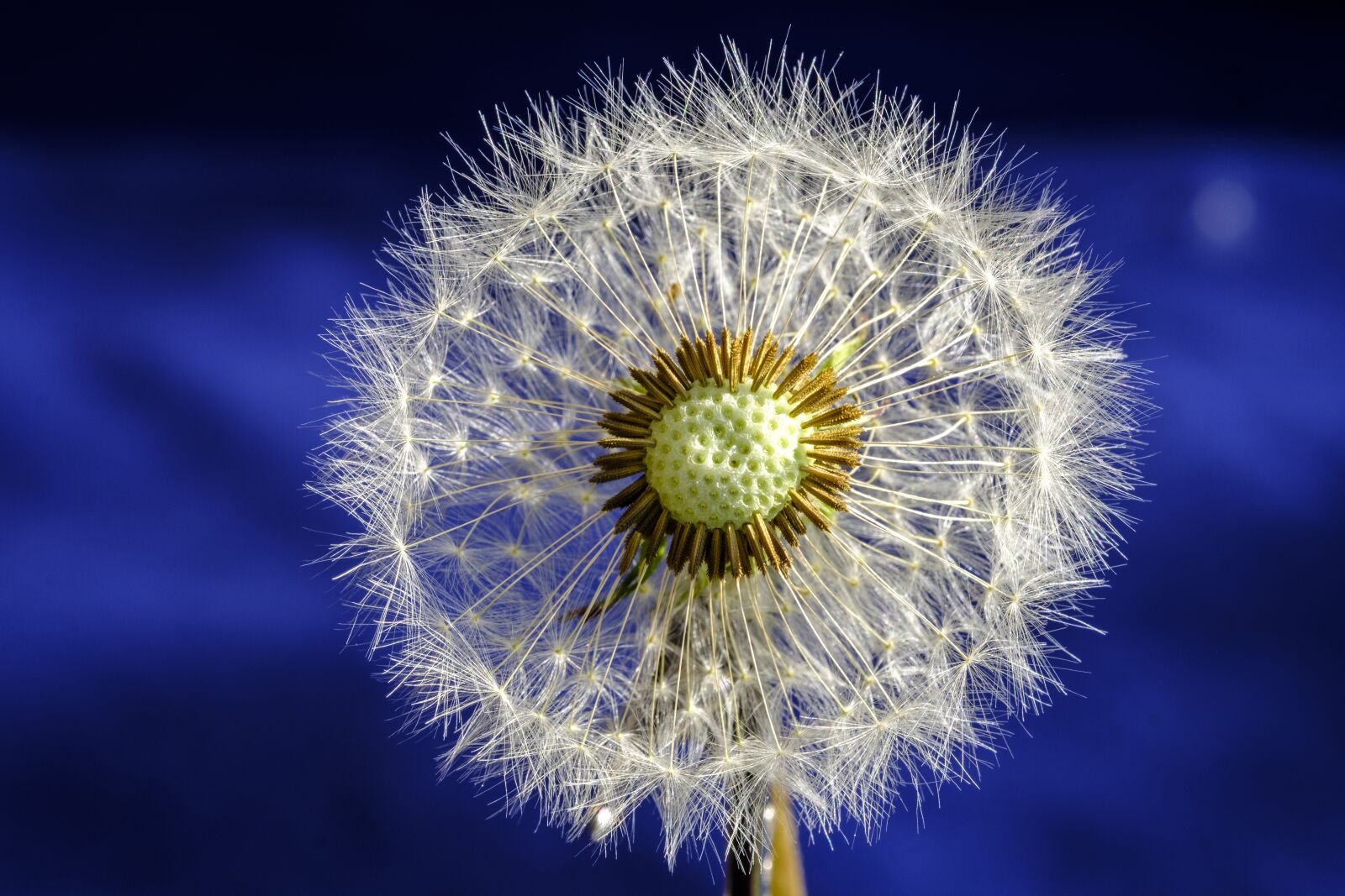 Fujifilm X-T2 + Fujifilm XF 80mm F2.8 R LM OIS WR Macro sample photo. Dandelion, blossom, bloom photography
