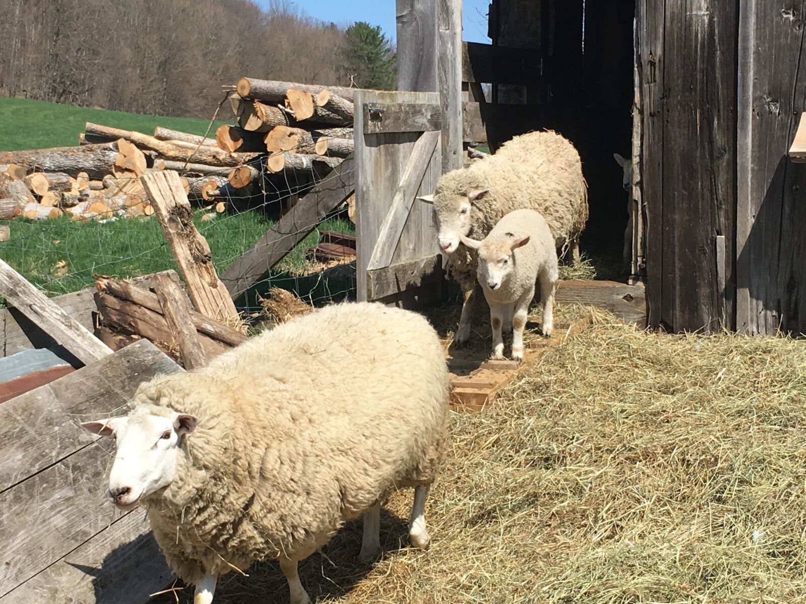 Apple iPhone 6s sample photo. Sheep, lamb, barn photography