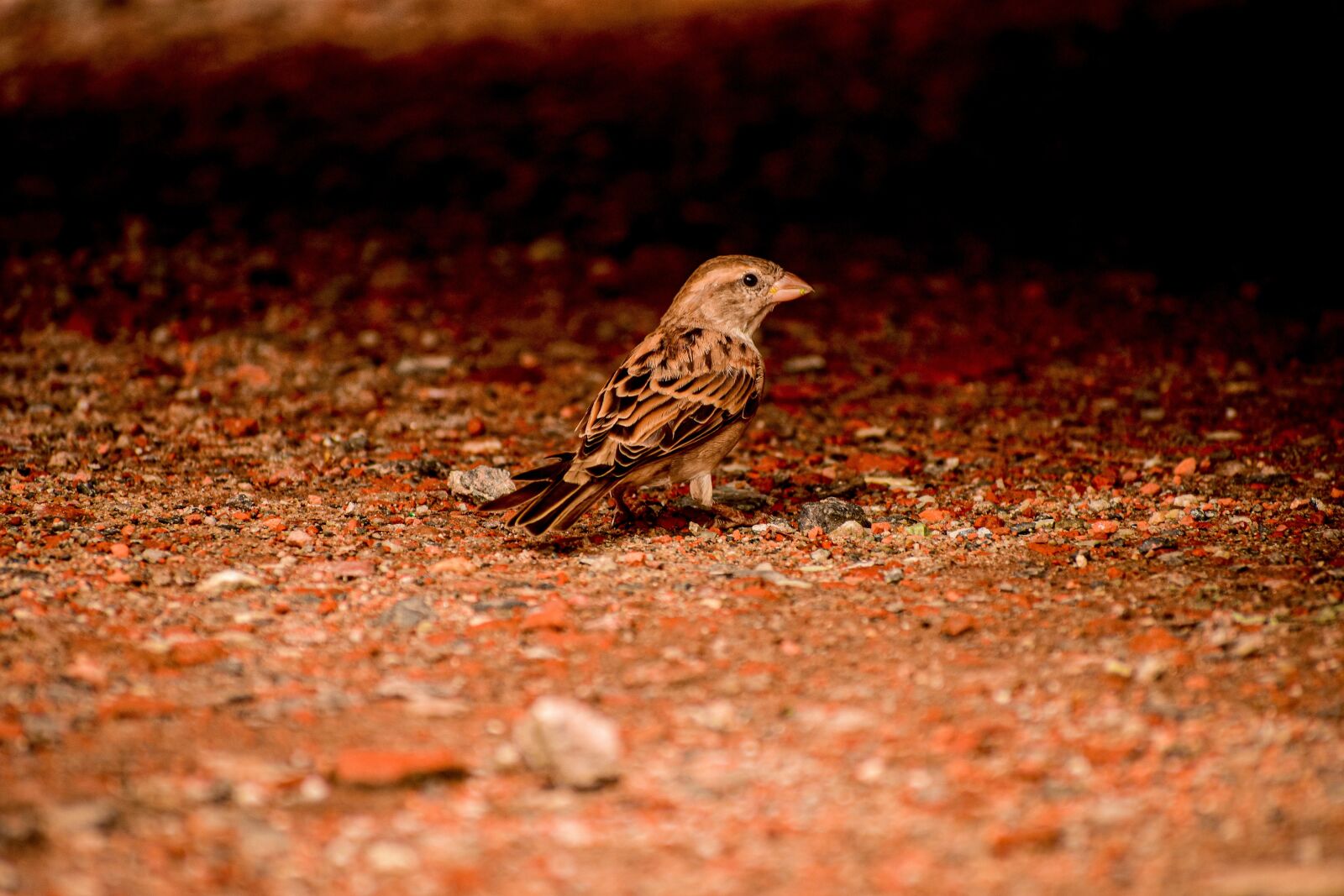 Nikon D3400 sample photo. Bird, small, ground photography