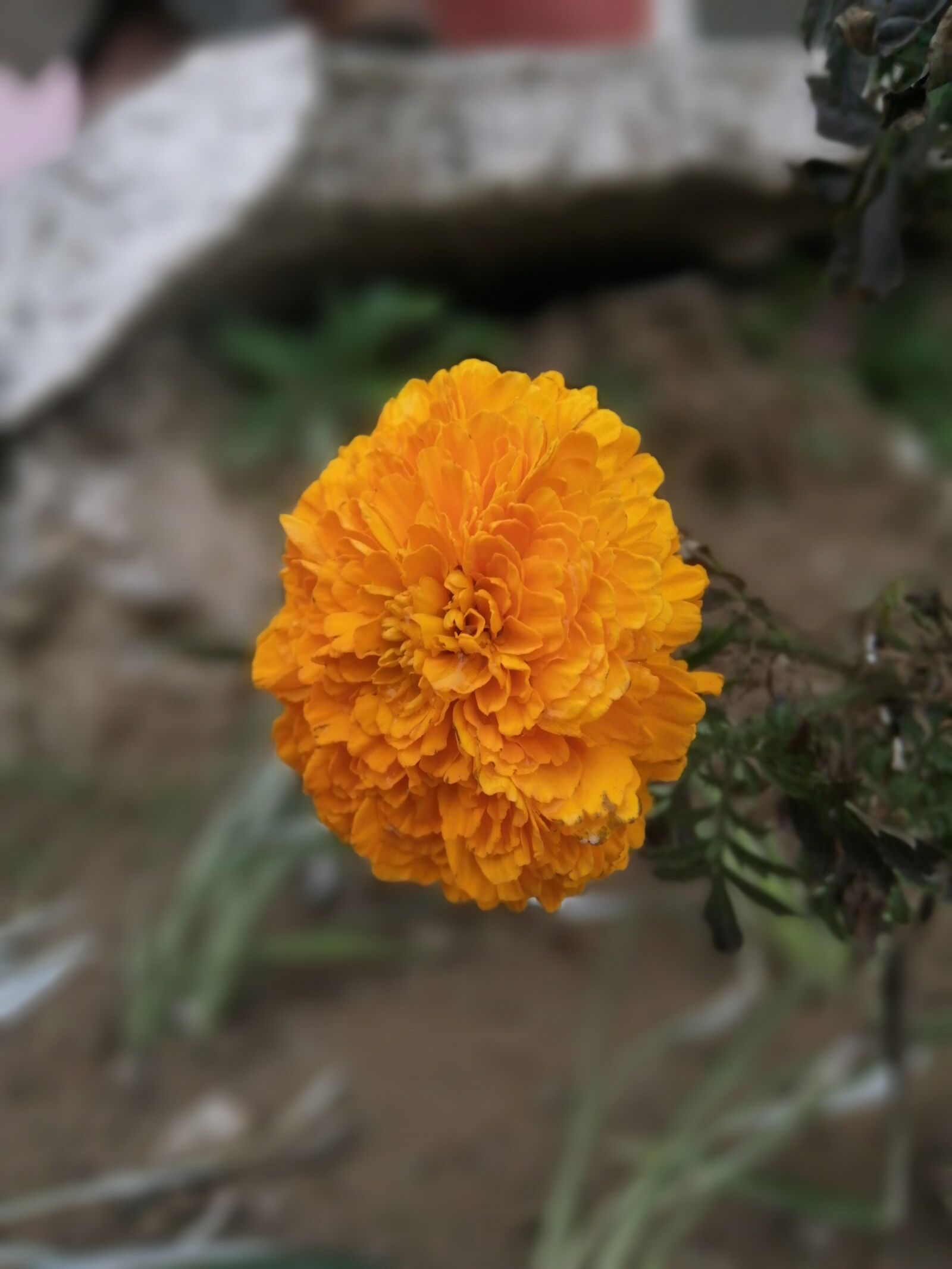 HUAWEI JKM-LX1 sample photo. Nature, flower, gulab photography