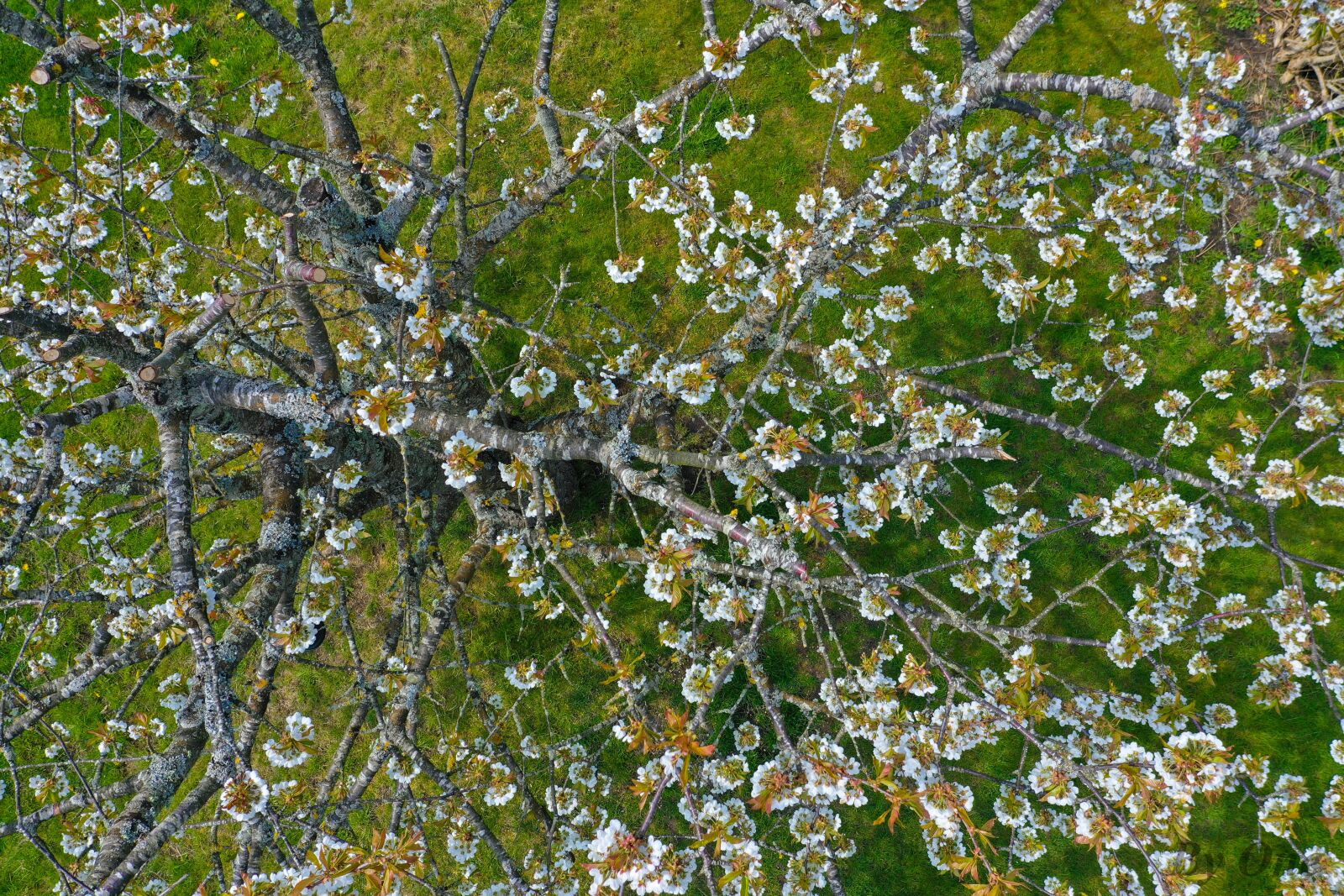 Hasselblad L1D-20c sample photo. Tree, flower, cherry blossom photography