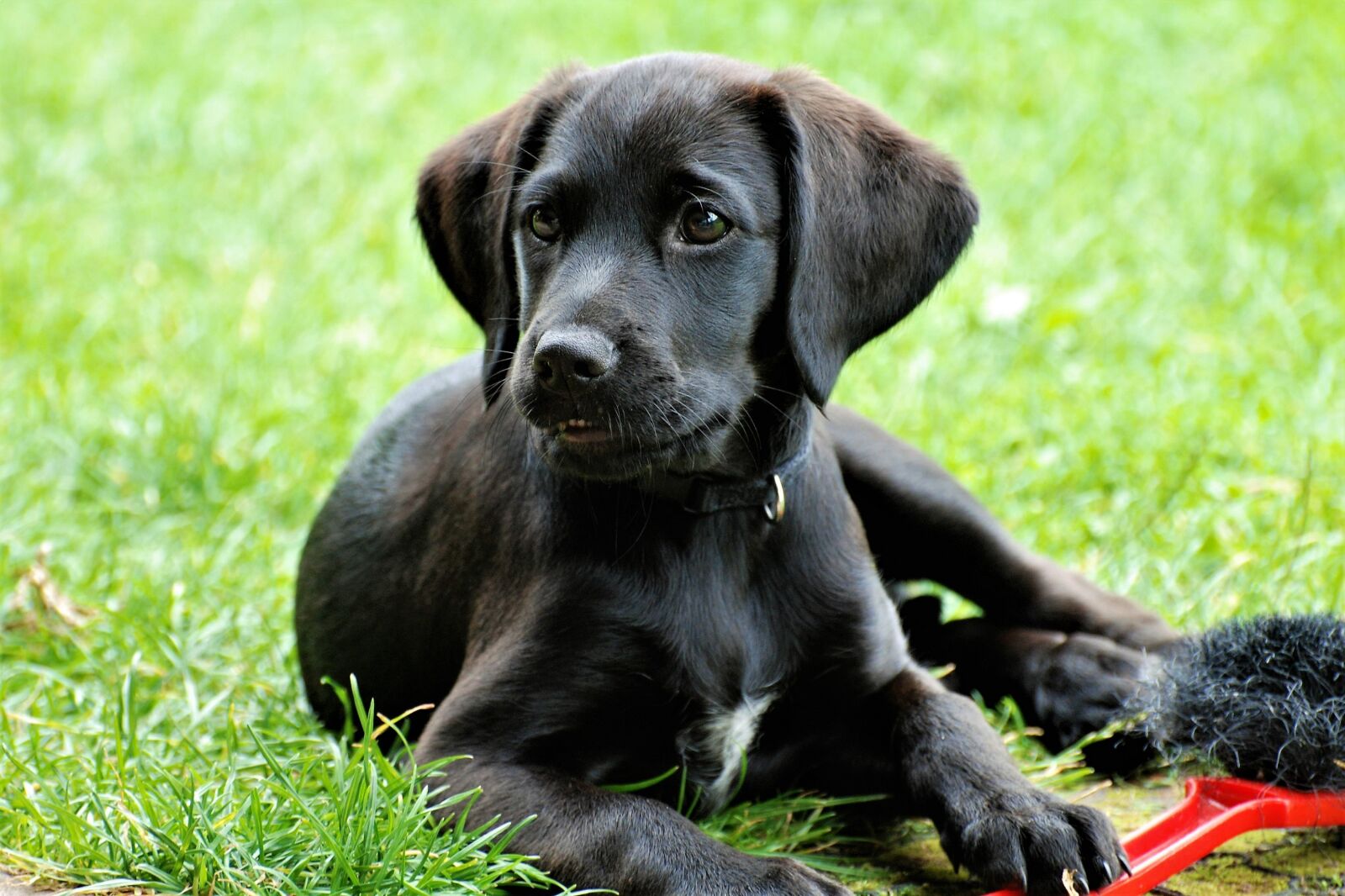 Nikon D80 sample photo. Labrador, puppy, black photography