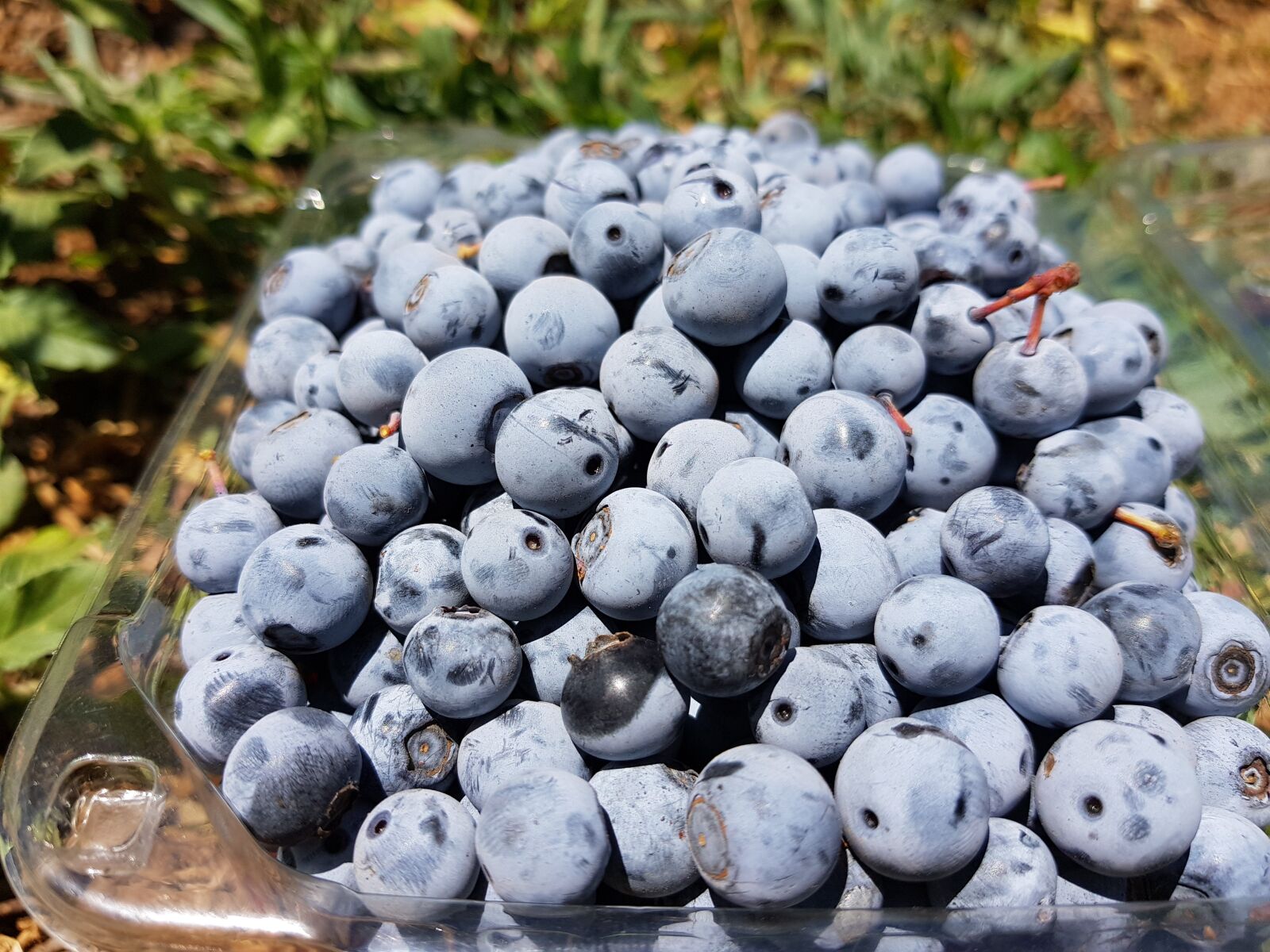 Samsung Galaxy S8+ sample photo. Blueberry, plant, nature photography