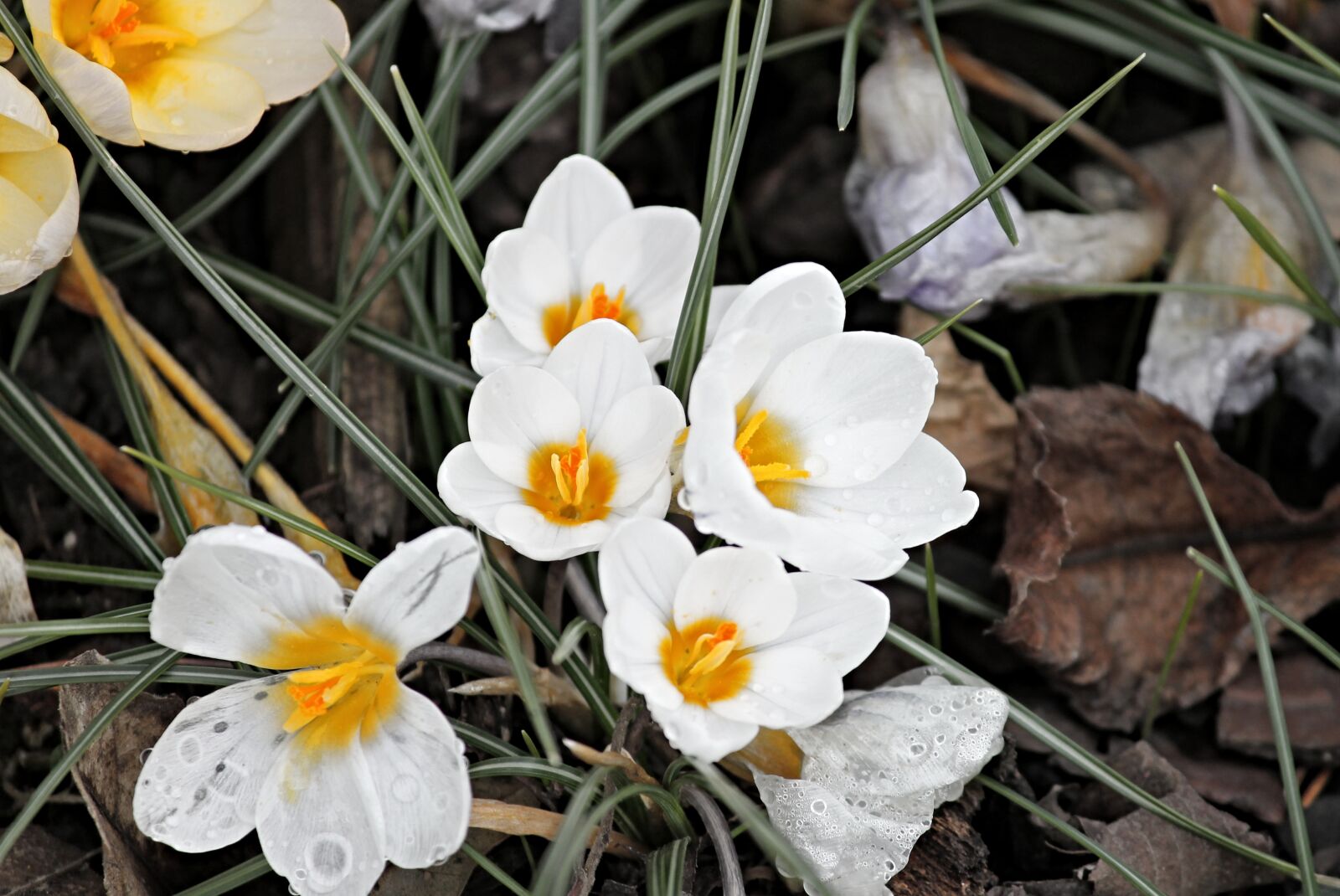 Canon EOS 1100D (EOS Rebel T3 / EOS Kiss X50) sample photo. Crocus, flowers, bloom photography