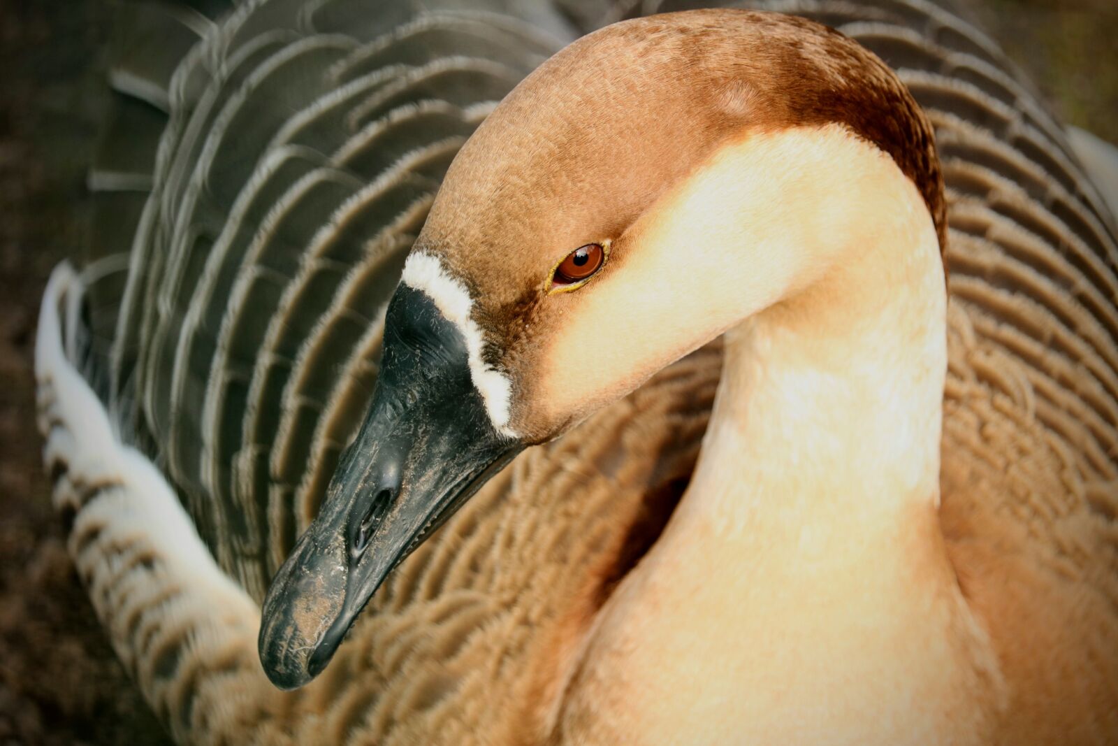 Canon EOS 750D (EOS Rebel T6i / EOS Kiss X8i) sample photo. Nature, animal world, bird photography