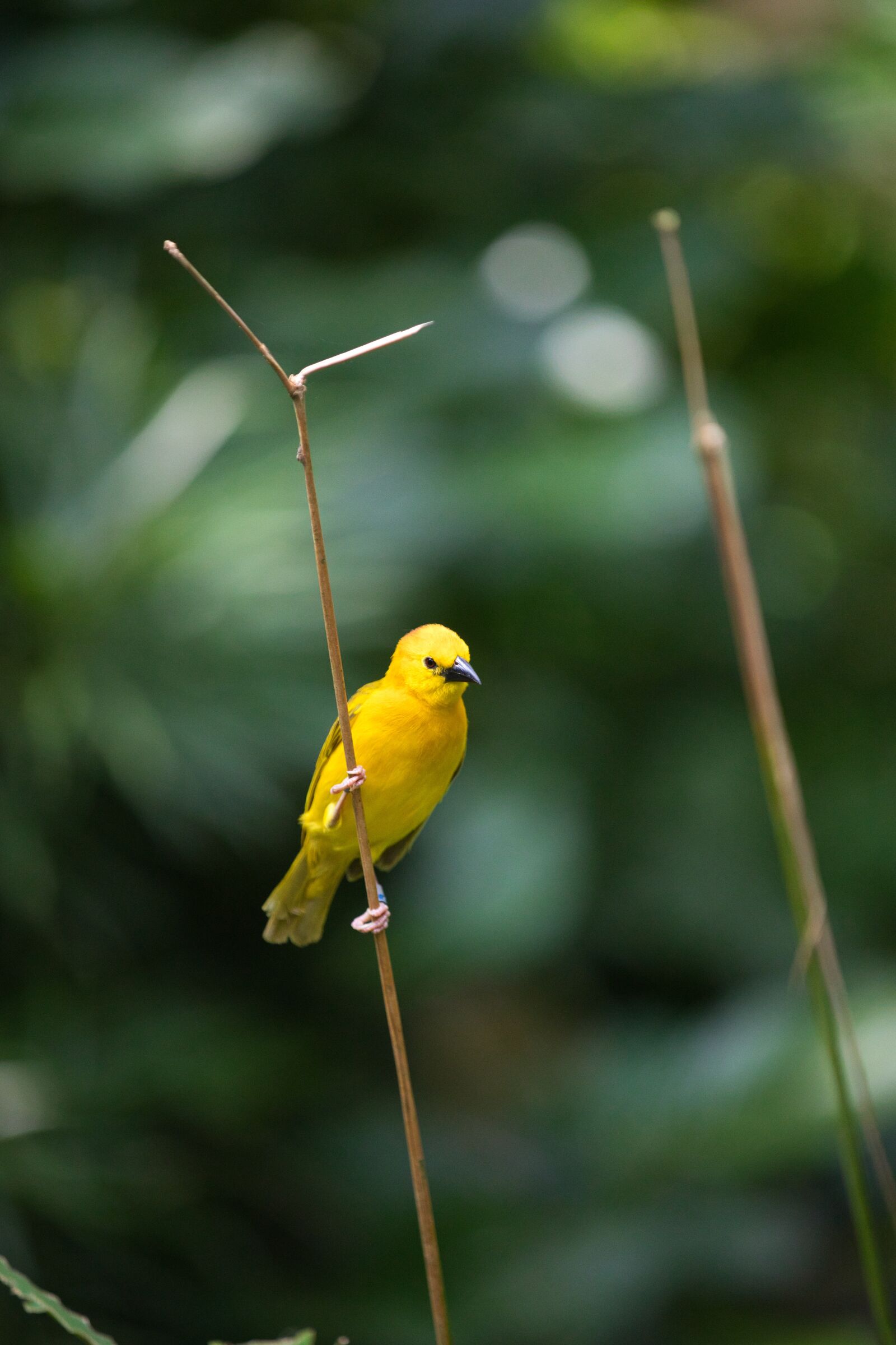 Canon EF 70-200mm F2.8L IS II USM sample photo. Bird, flagmingo, animal photography