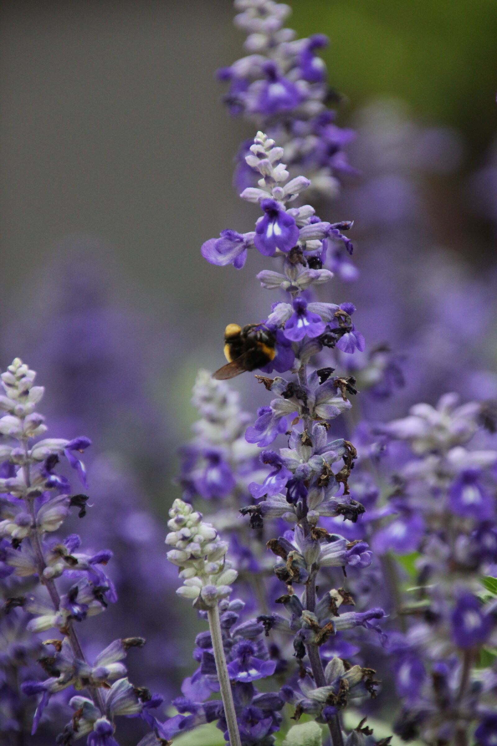 Canon EOS 550D (EOS Rebel T2i / EOS Kiss X4) sample photo. Nature, blossom, bloom photography