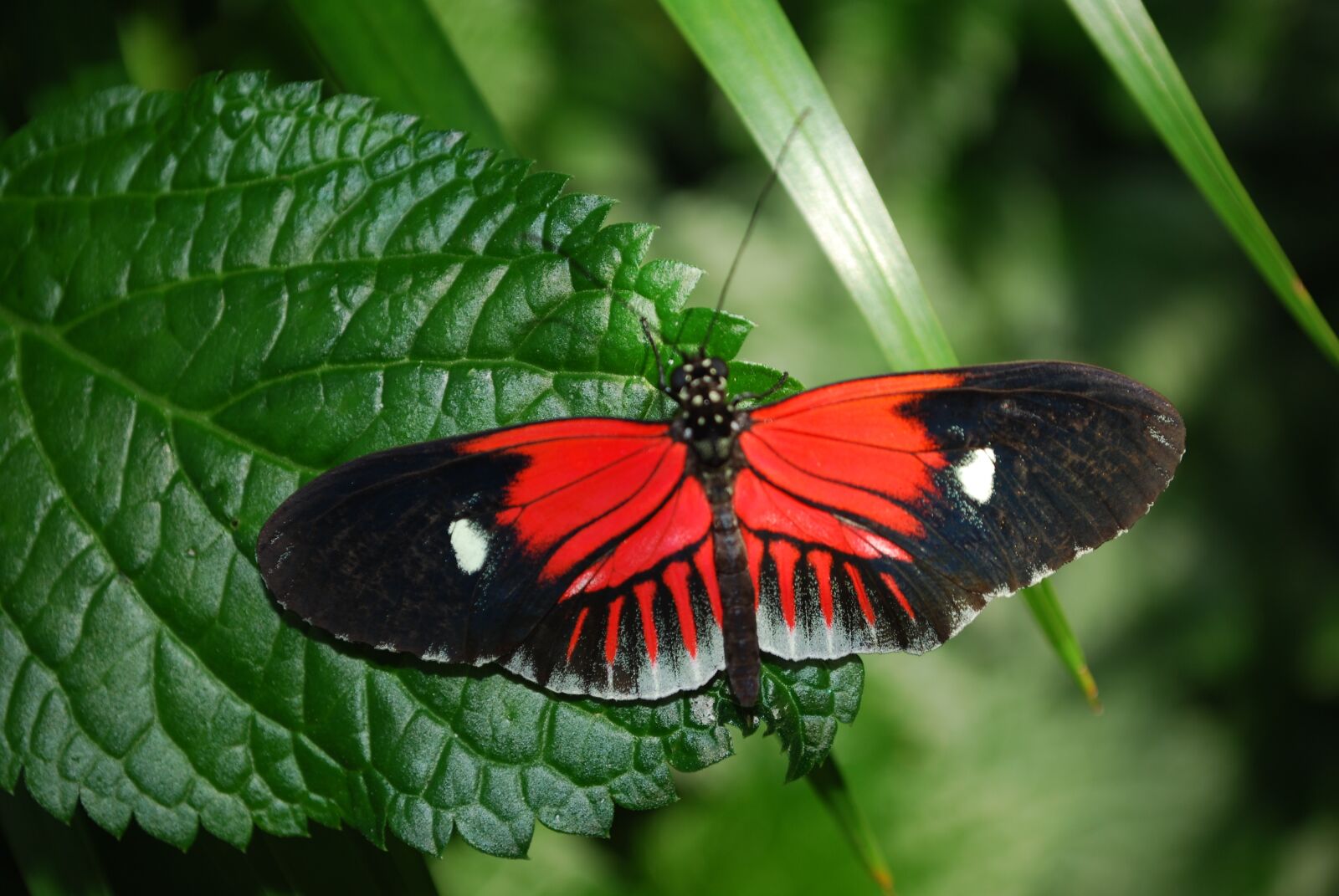Nikon D60 sample photo. Butterfly, garden, nature photography