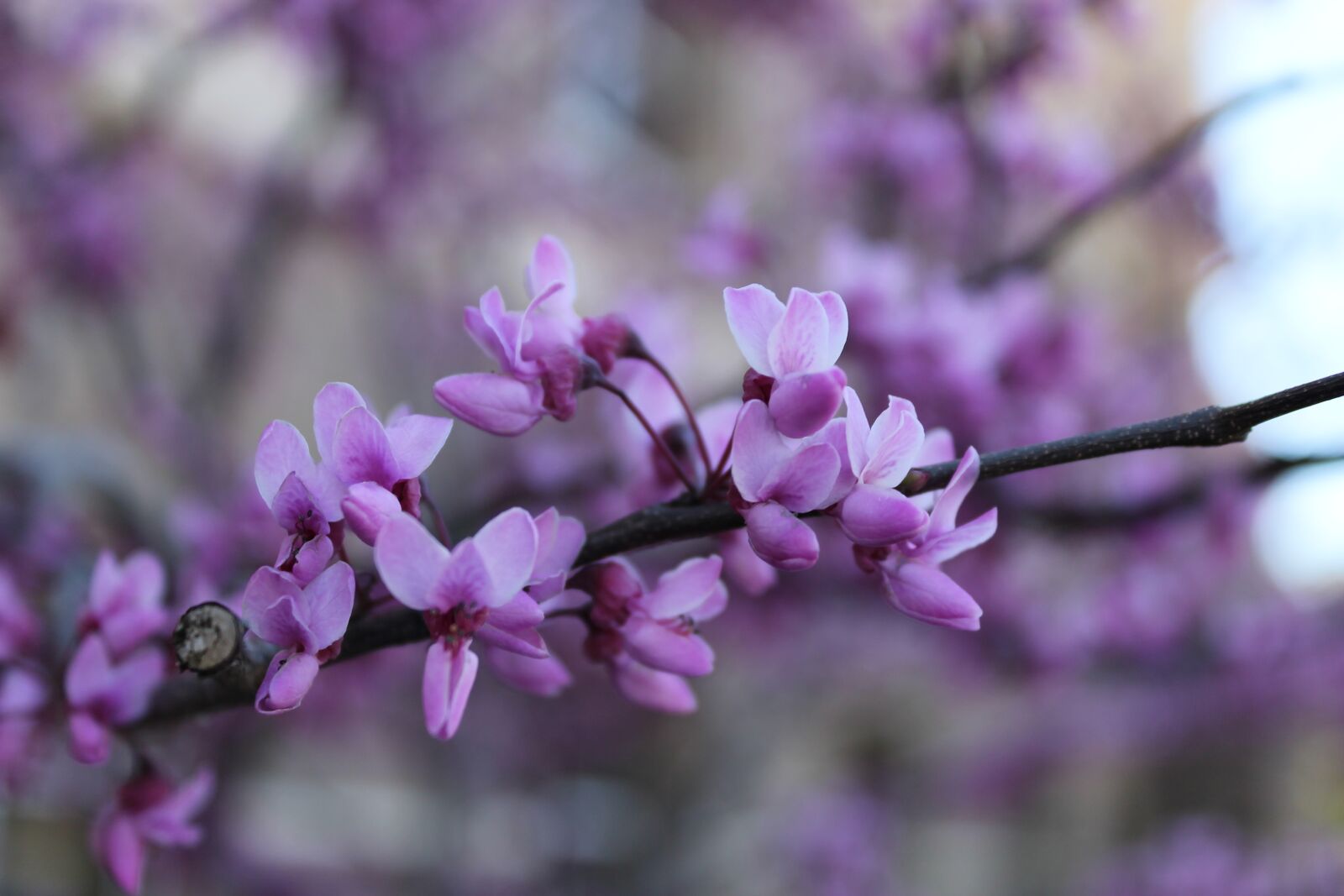 Canon EOS 1100D (EOS Rebel T3 / EOS Kiss X50) sample photo. Bloom, spring, blossom photography