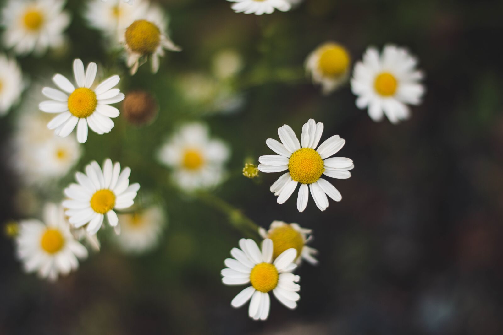 Nikon D5600 sample photo. Daisy, keywords fotomontáž, nature photography