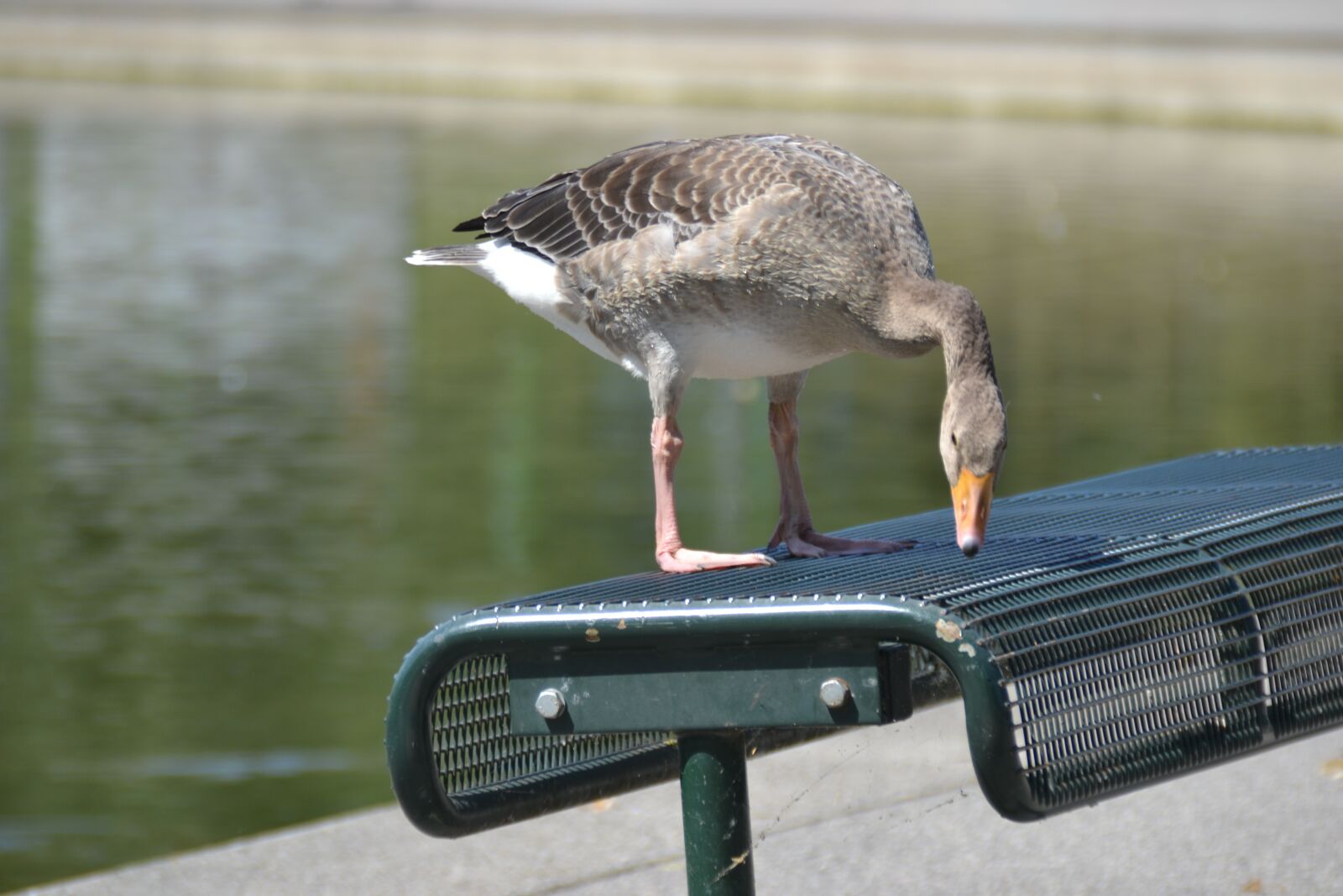 Nikon D3100 sample photo. Goose, park bench, lake photography
