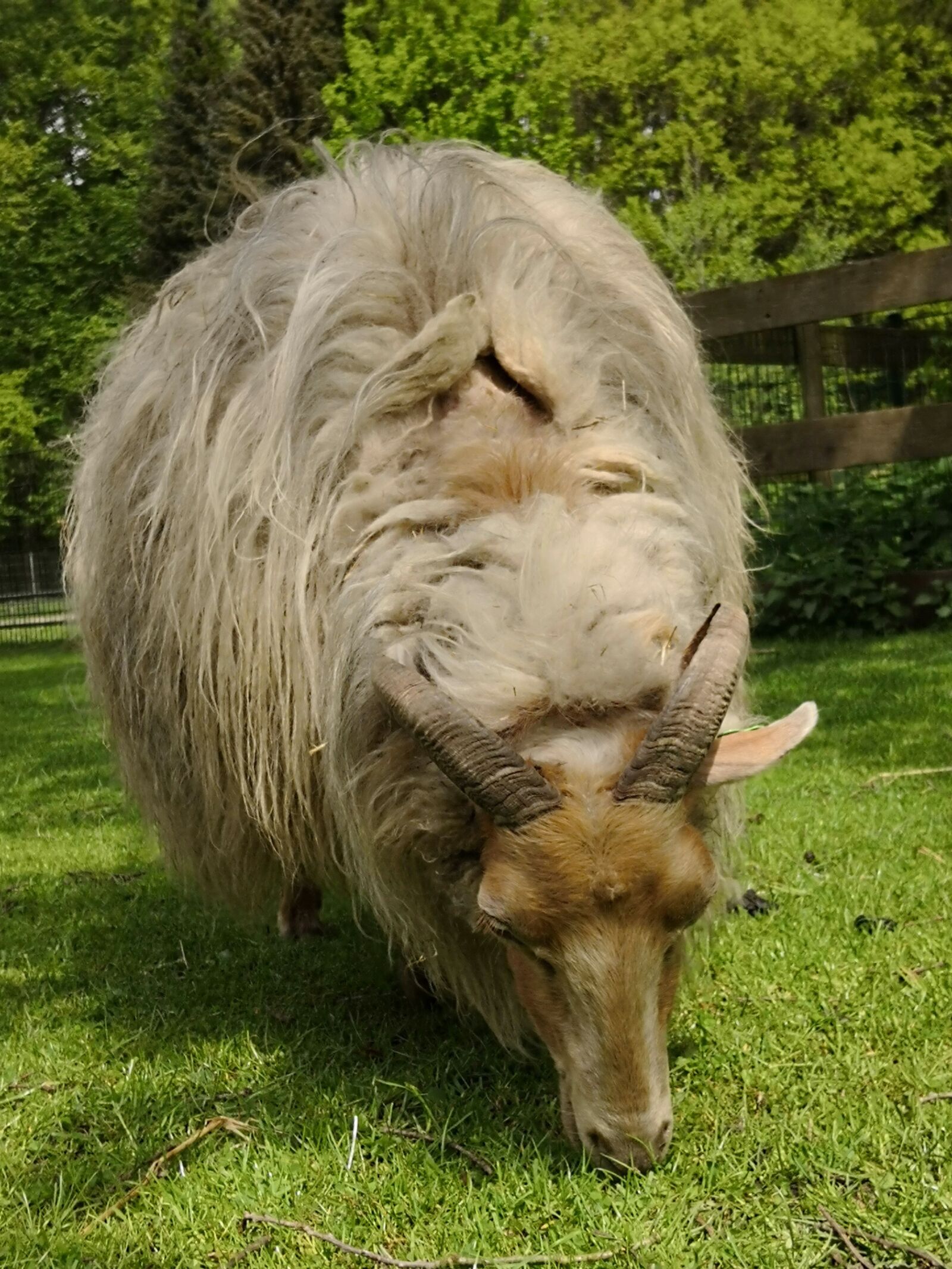 HUAWEI Mate 10 Pro sample photo. Spring, animal, petting photography
