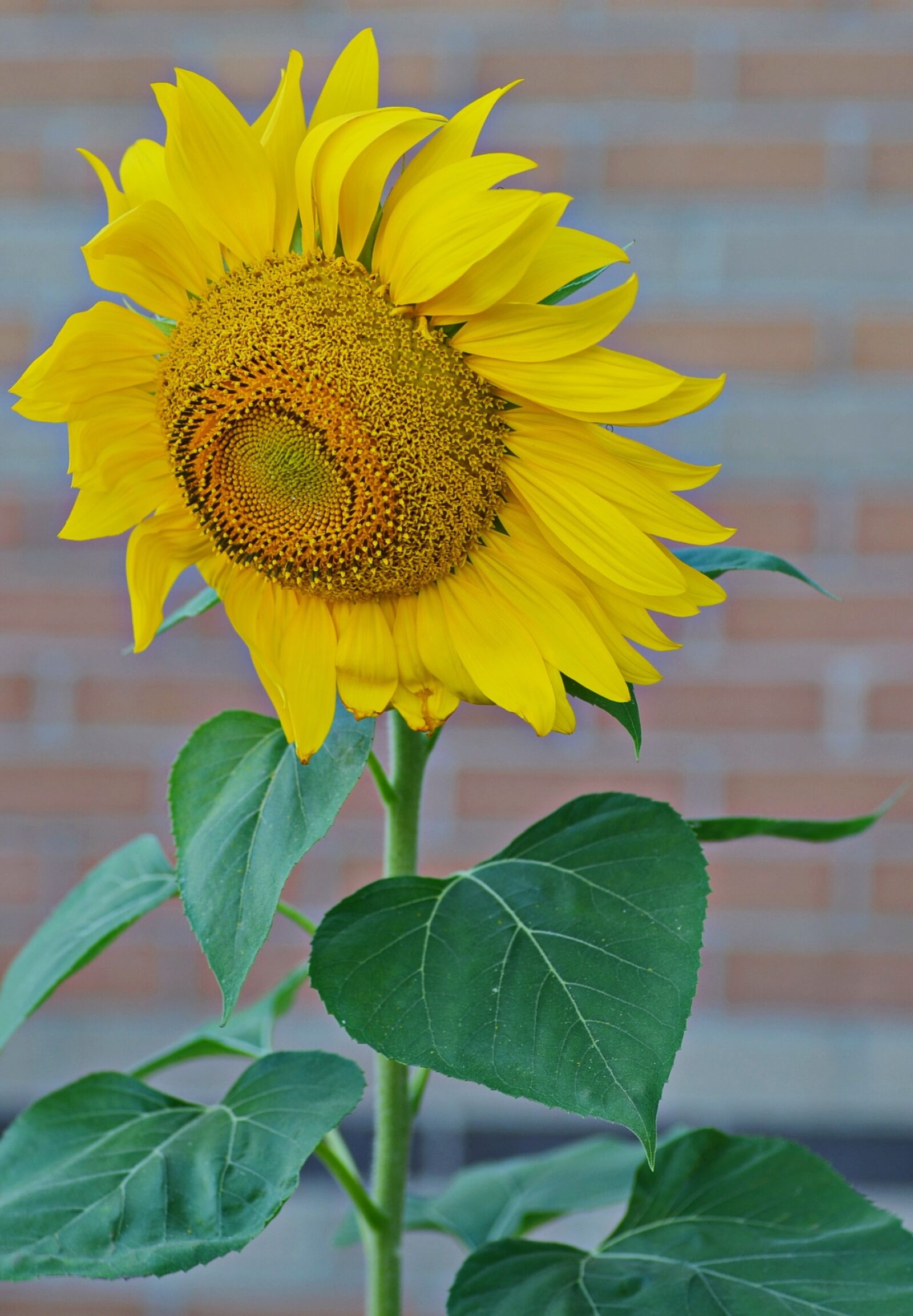 Nikon D5100 sample photo. Sunflower, summer, yellow photography