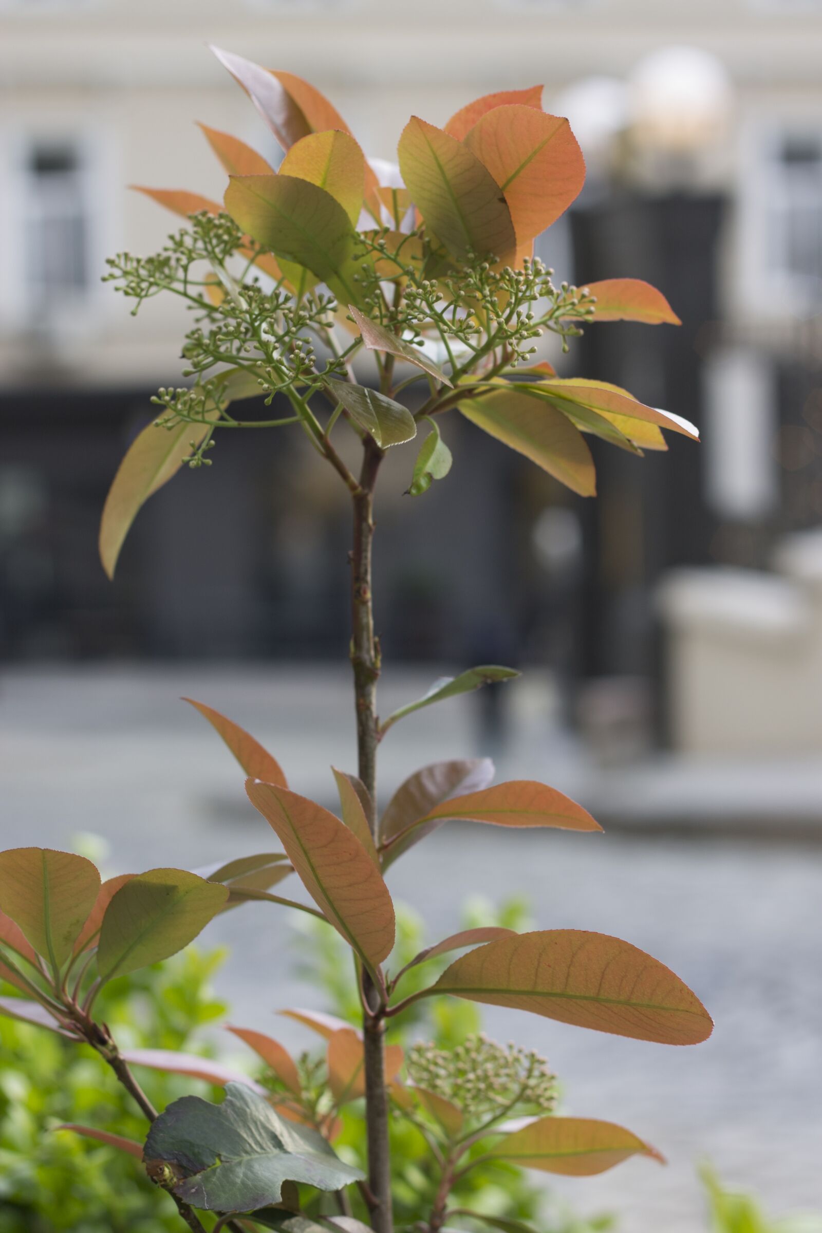 Canon EOS 1100D (EOS Rebel T3 / EOS Kiss X50) + Canon EF 50mm F1.8 II sample photo. Flower, istanbul, plant photography