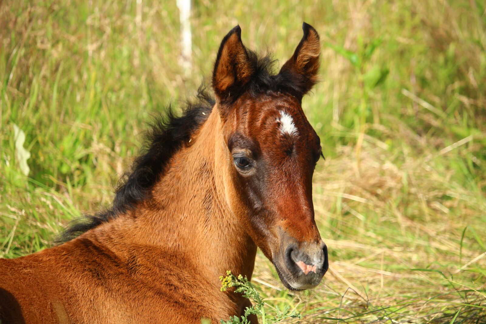 Canon EOS 100D (EOS Rebel SL1 / EOS Kiss X7) sample photo. Horse, foal, brown mold photography